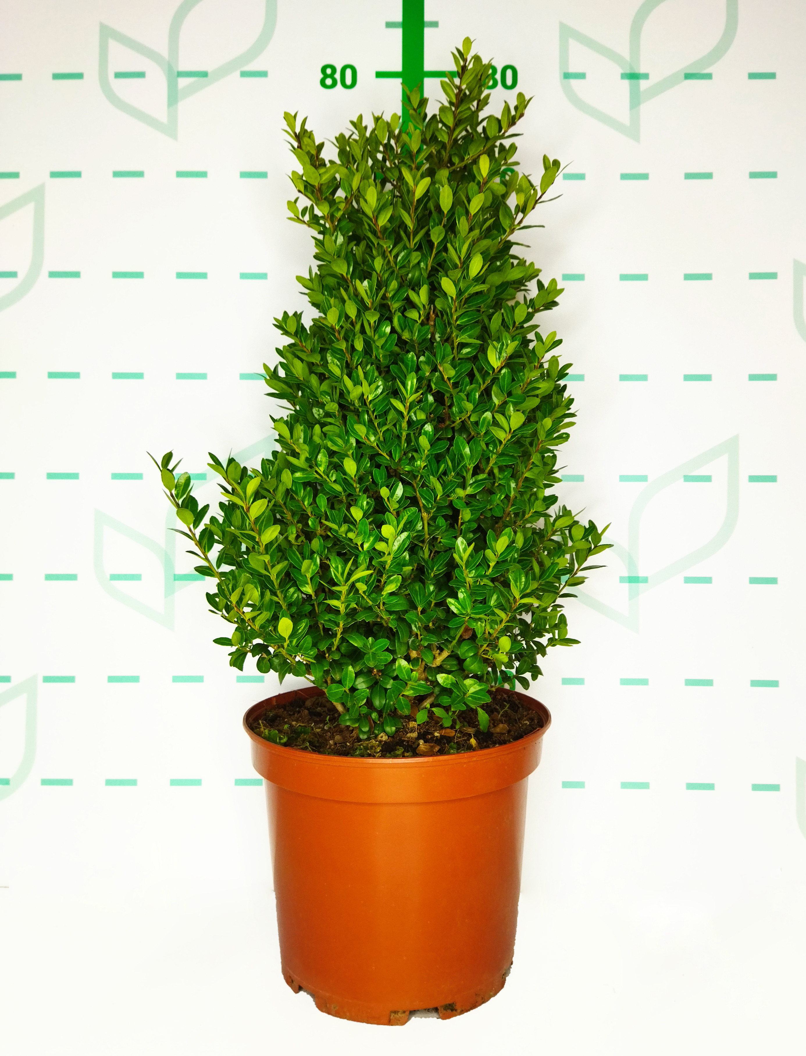 Ilex crenata "Caroline Upright" 7.5L Cónico