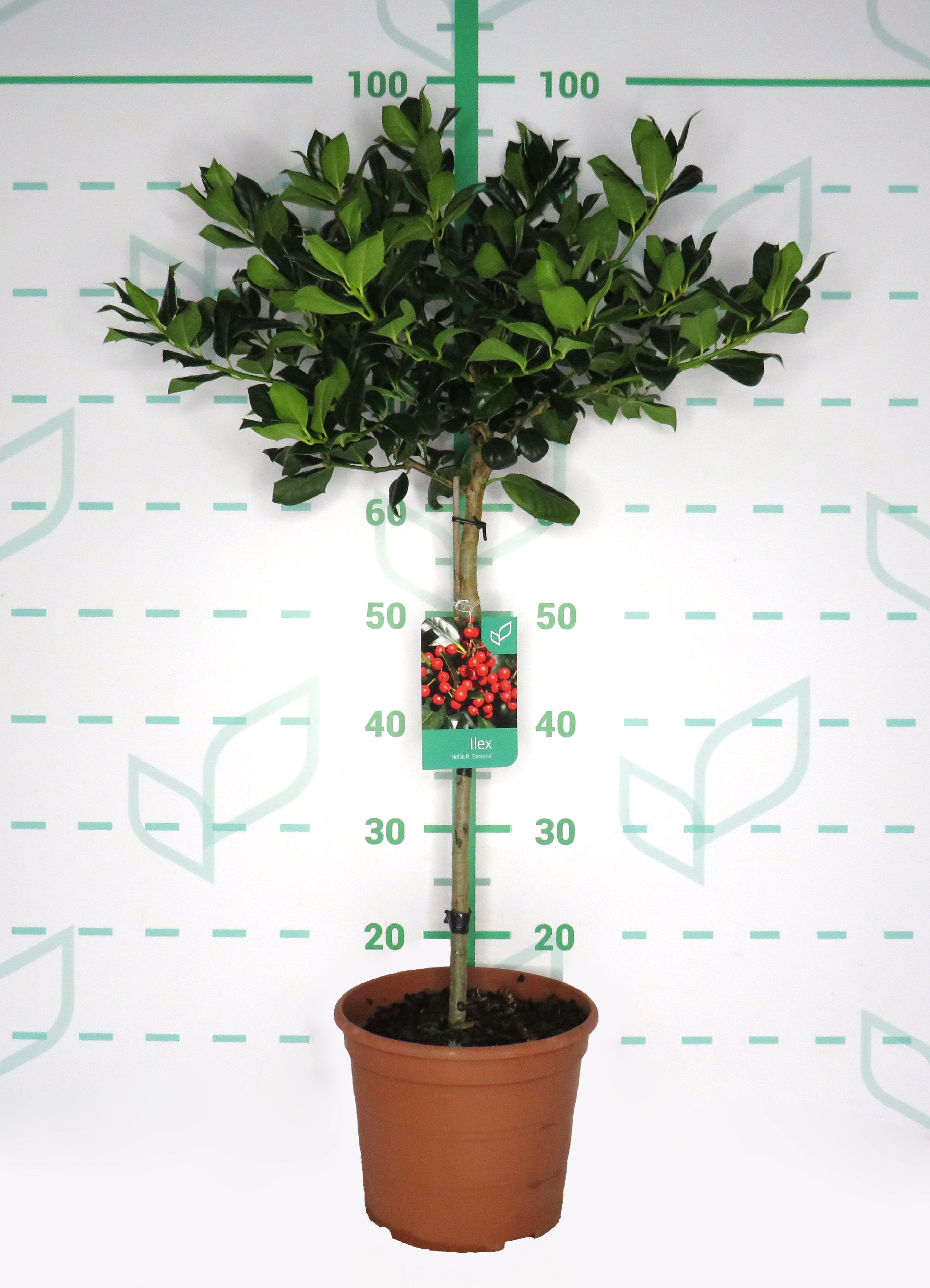 Ilex "Nellie R. Stevens" 5L Deco Ht 30/40 70/80