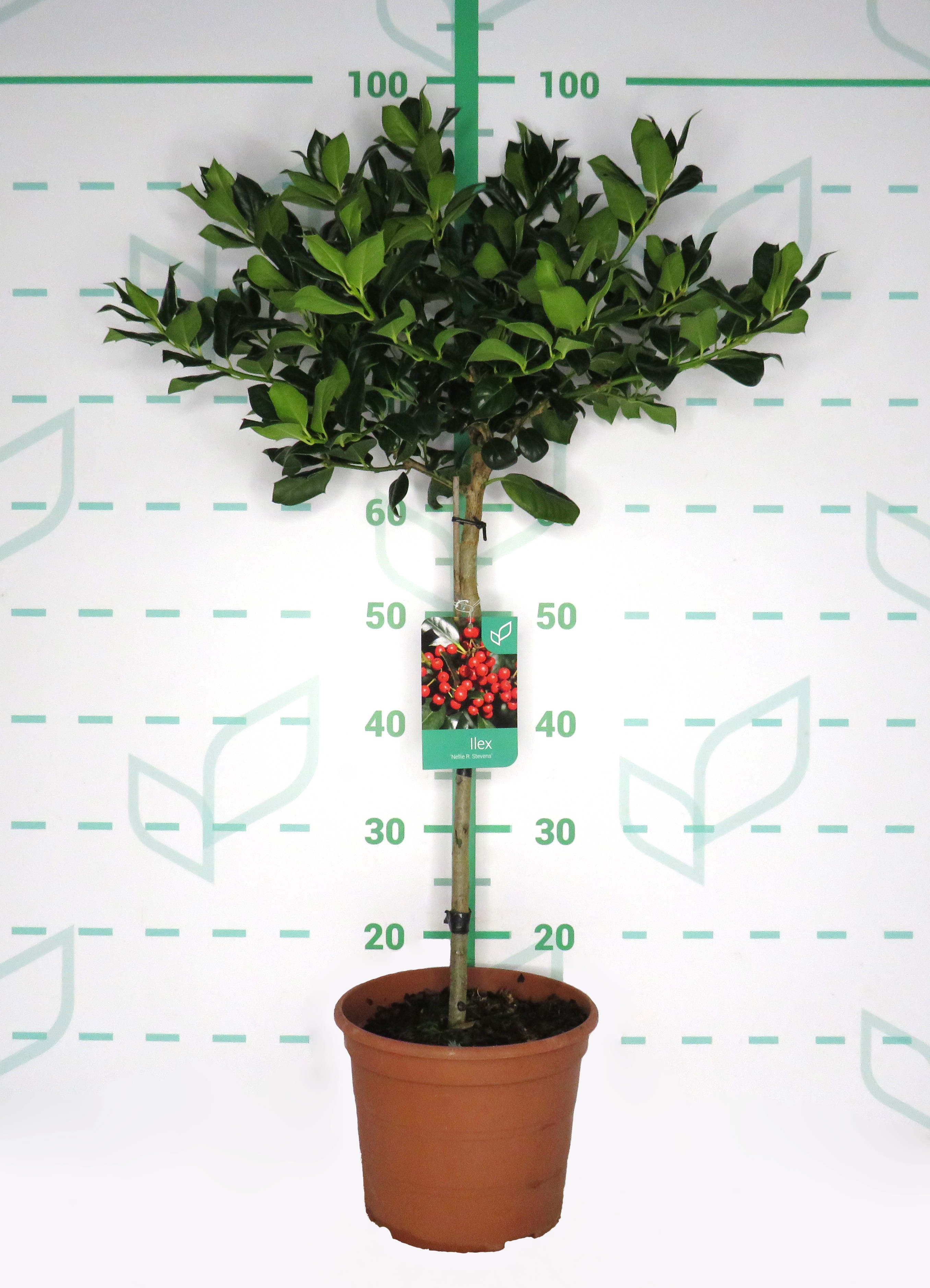 Ilex "Nellie R. Stevens" 5L Deco Ht 30/40 70/80