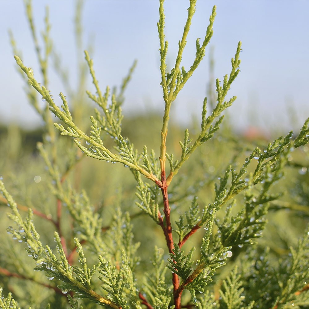 x Cupressocyparis leylandii 5L 100/125