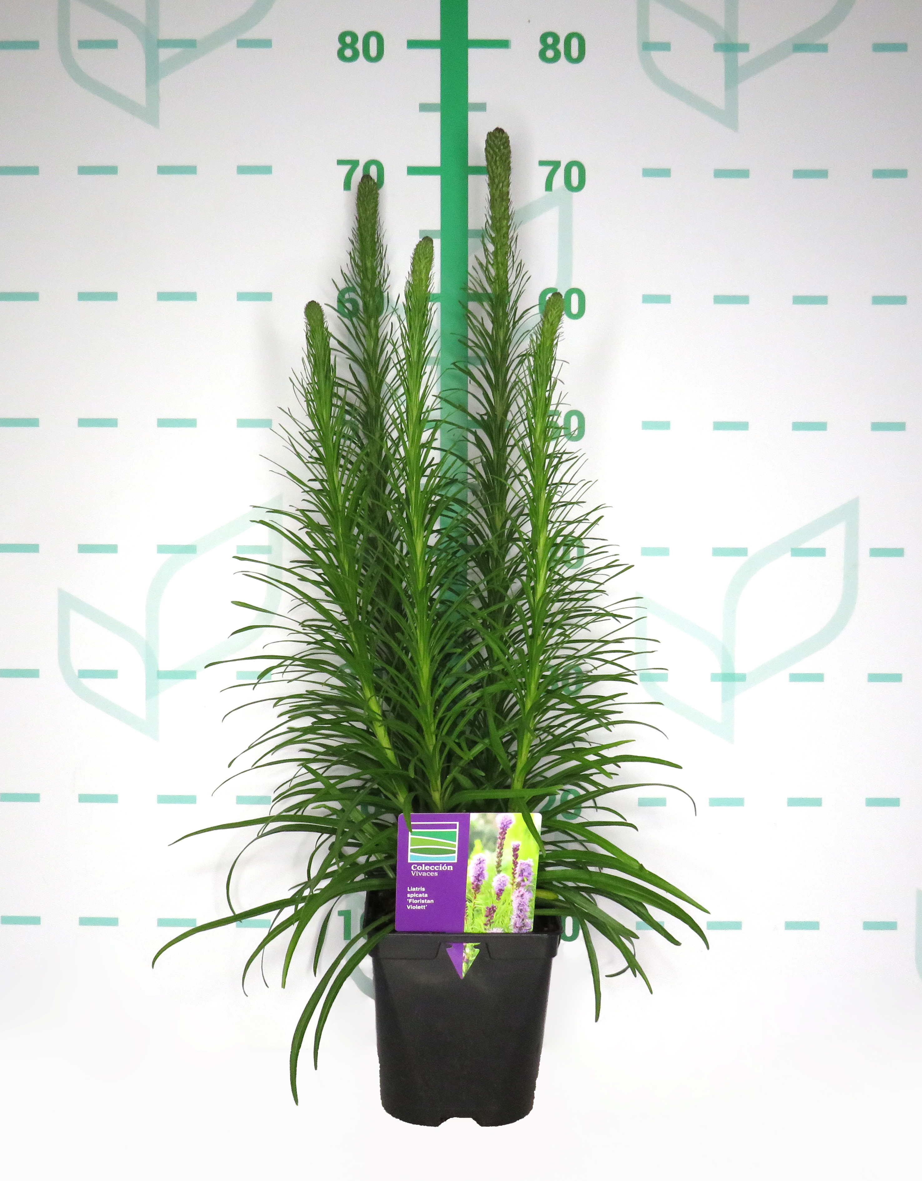 Liatris spicata "Floristan Violet" 2L R/C 10/20