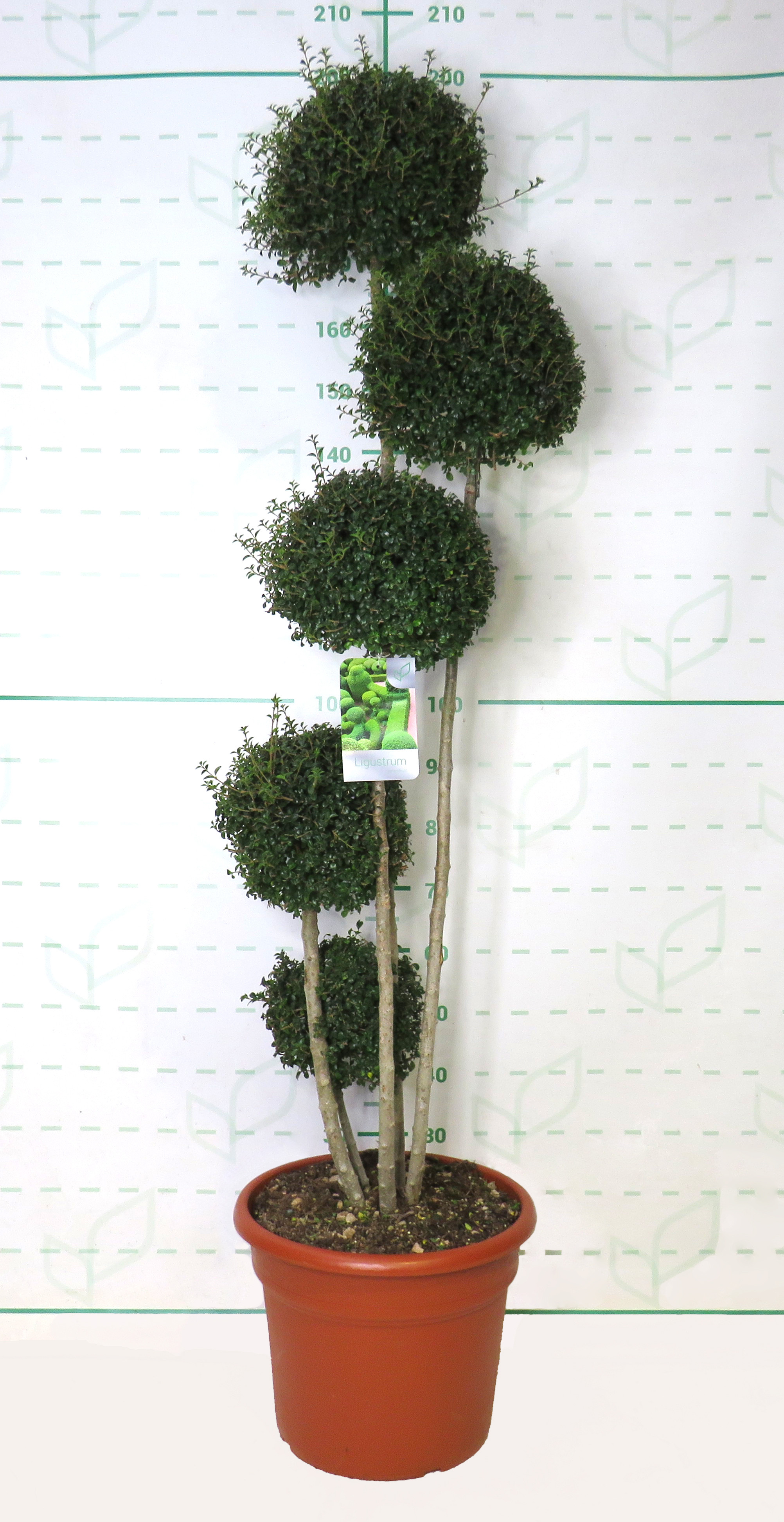 Ligustrum jonandrum 35L Deco Ht 30-50-80-110-140 190