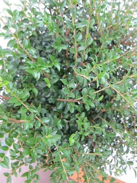 Ligustrum jonandrum 15L Deco Ht 50 70/80
