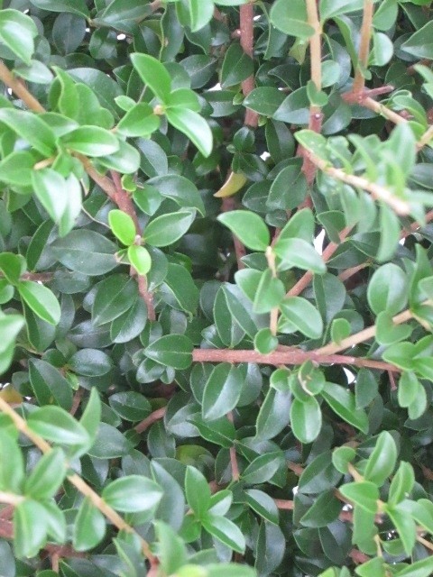 Ligustrum jonandrum 25L Deco 3 Bolas 160