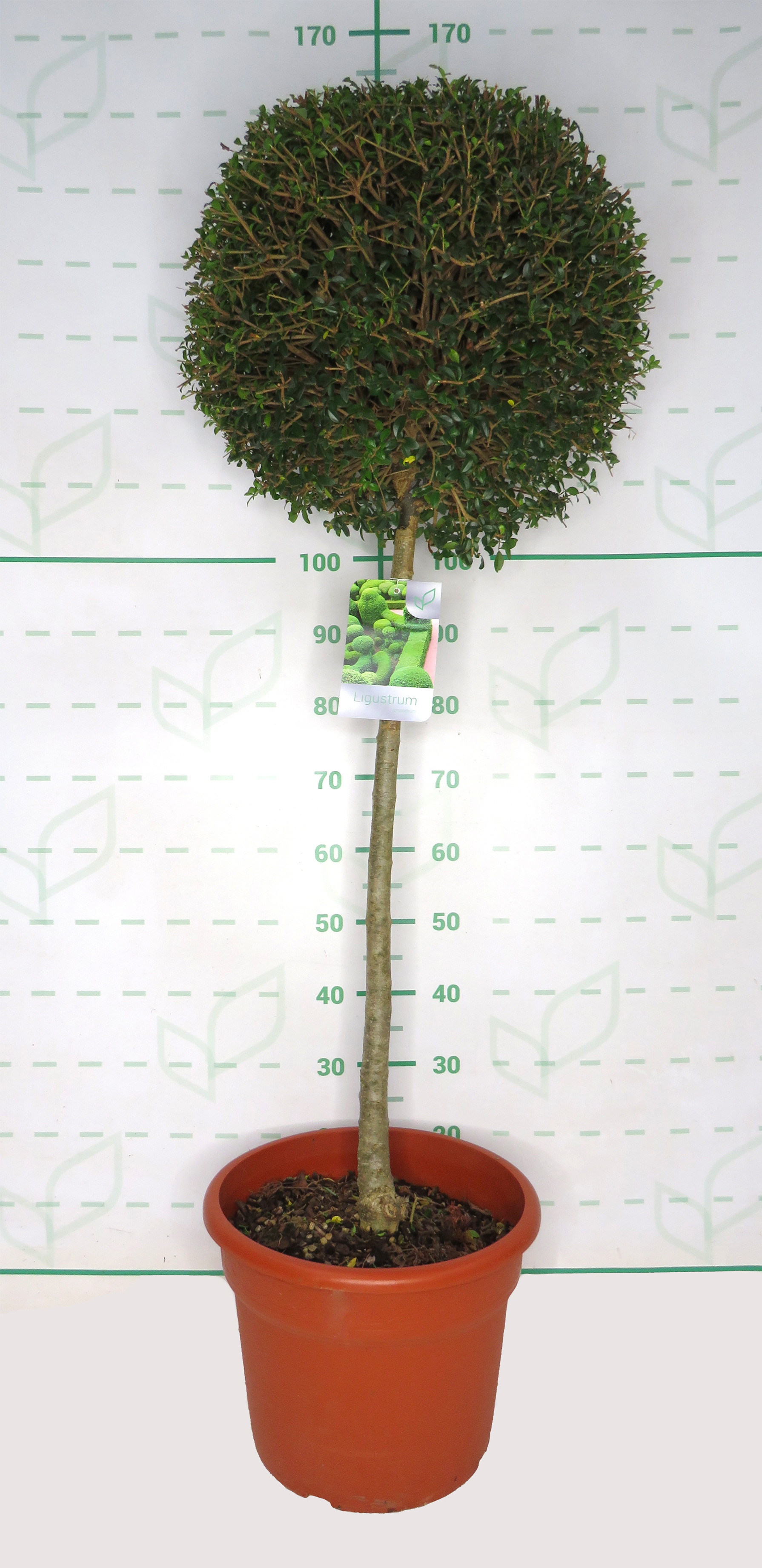 Ligustrum jonandrum 25L Ht 80 110/120