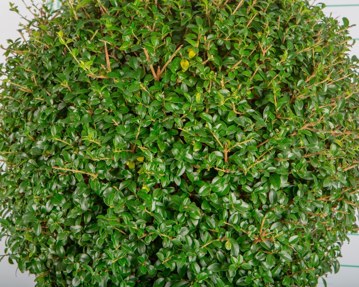 Ligustrum jonandrum 15L Deco 3 Troncos Ht 40-50-65 90