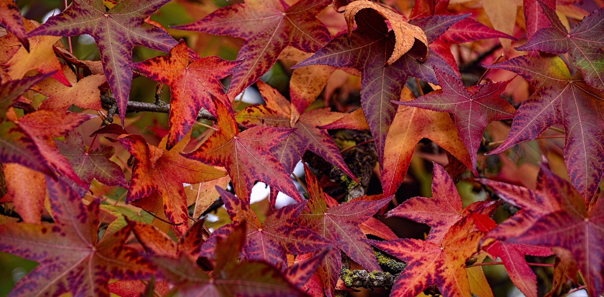 Liquidambar styraciflua 3L 80/100
