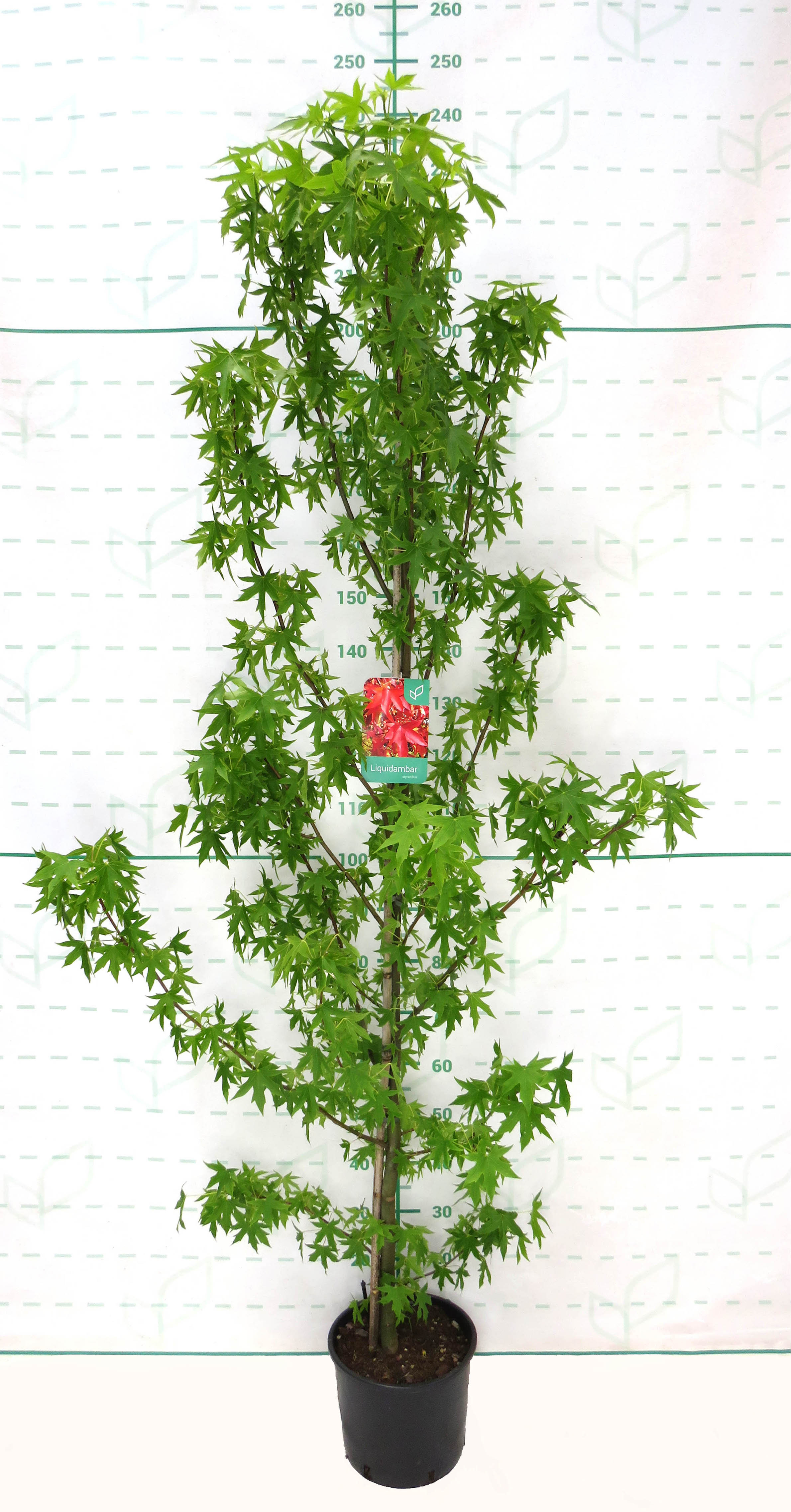 Liquidambar styraciflua 10L 130/150 Ø6-8