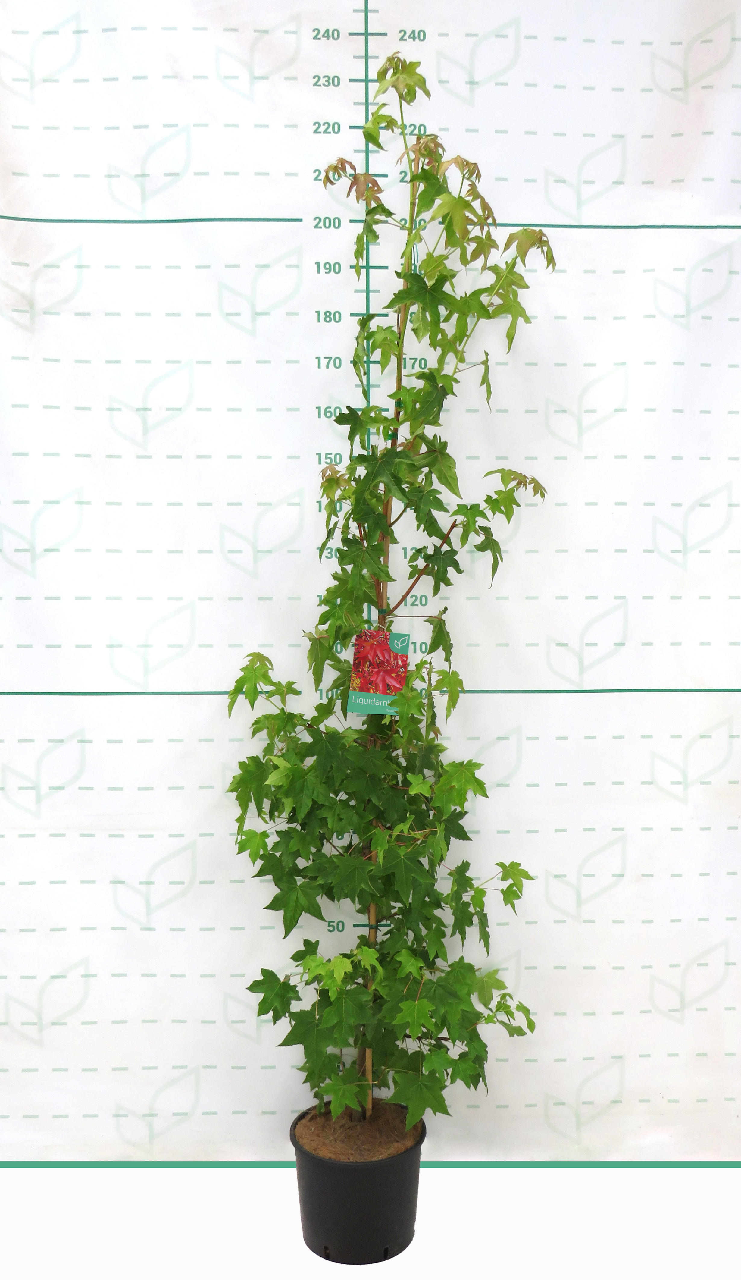 Liquidambar styraciflua 10L 170/210 Ø6-8