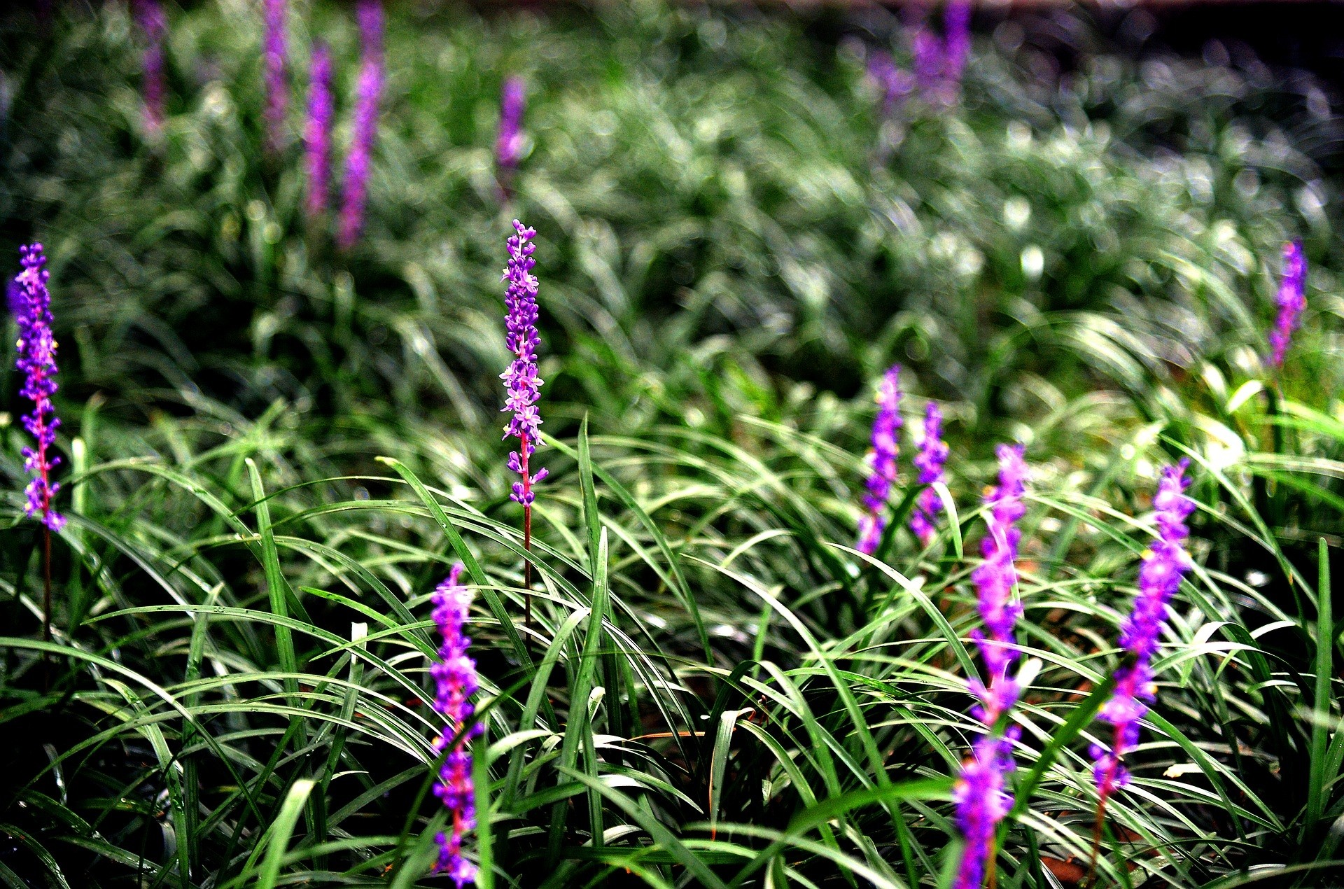 Liriope muscari "Isabella" 2.5L 20/30