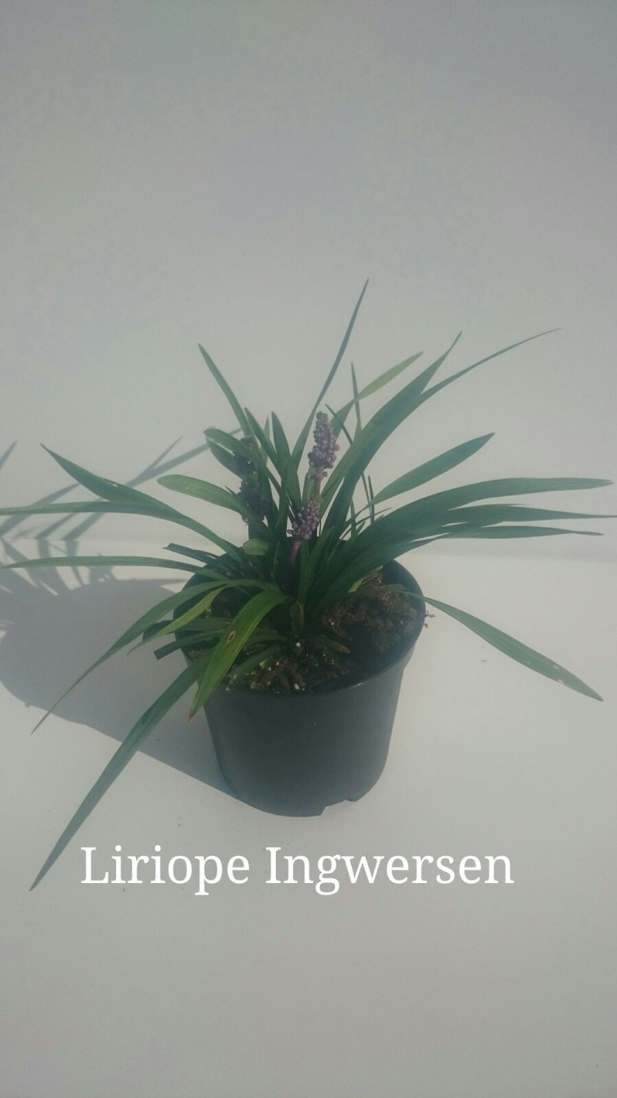 Liriope sp 2L R/C 20/30 "Ingwersen"