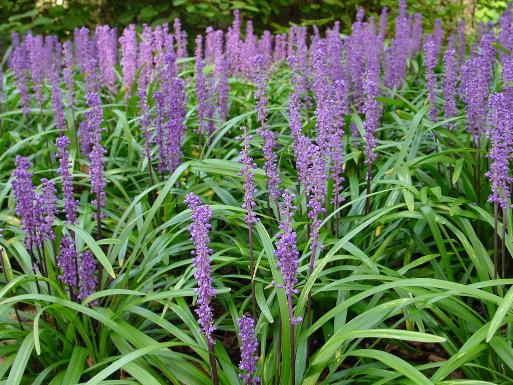 Liriope muscari "Big Blue" 2.5L 25/20