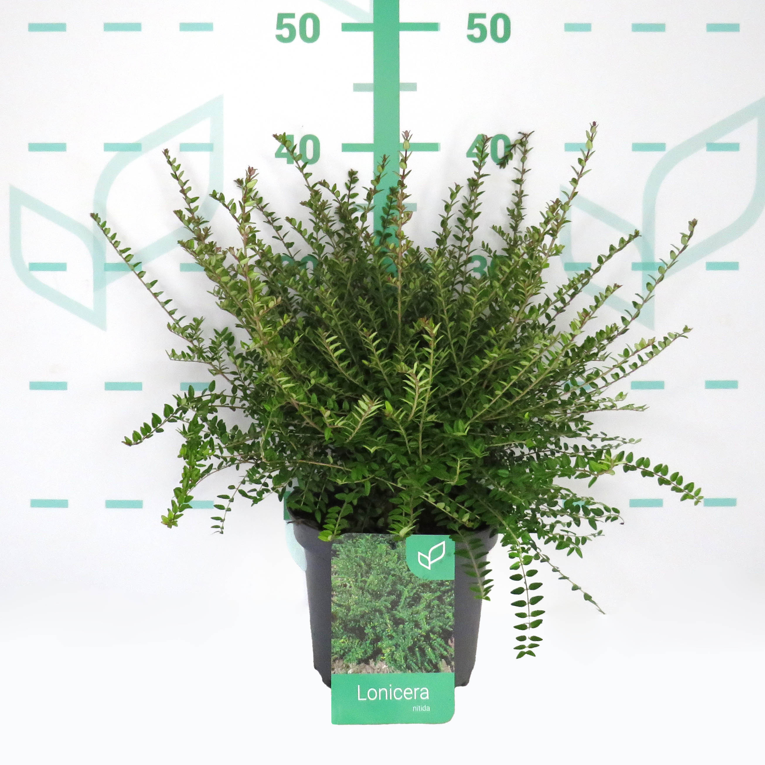 Lonicera nitida 2L 10/15