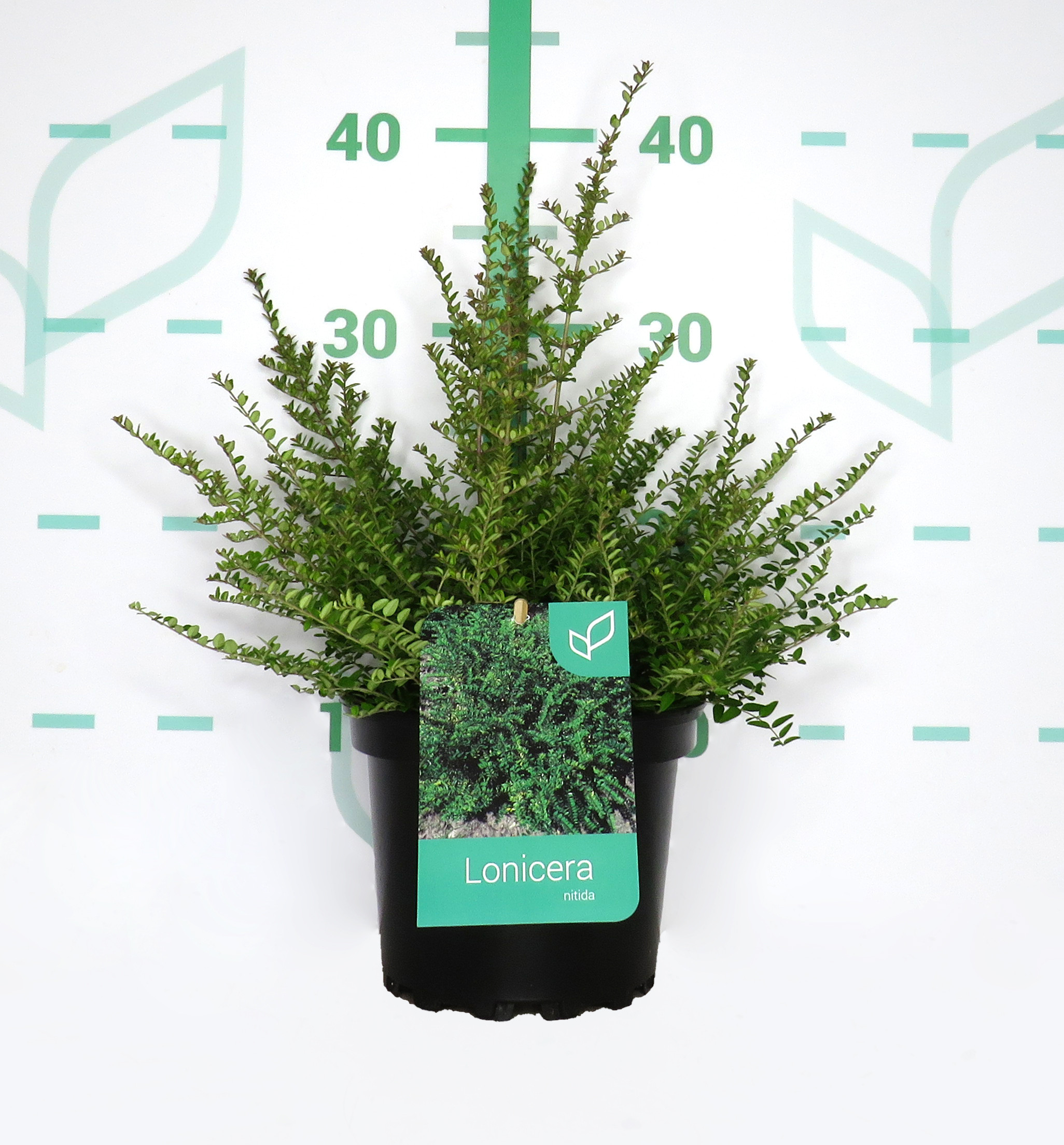 Lonicera nitida 2L 10/15