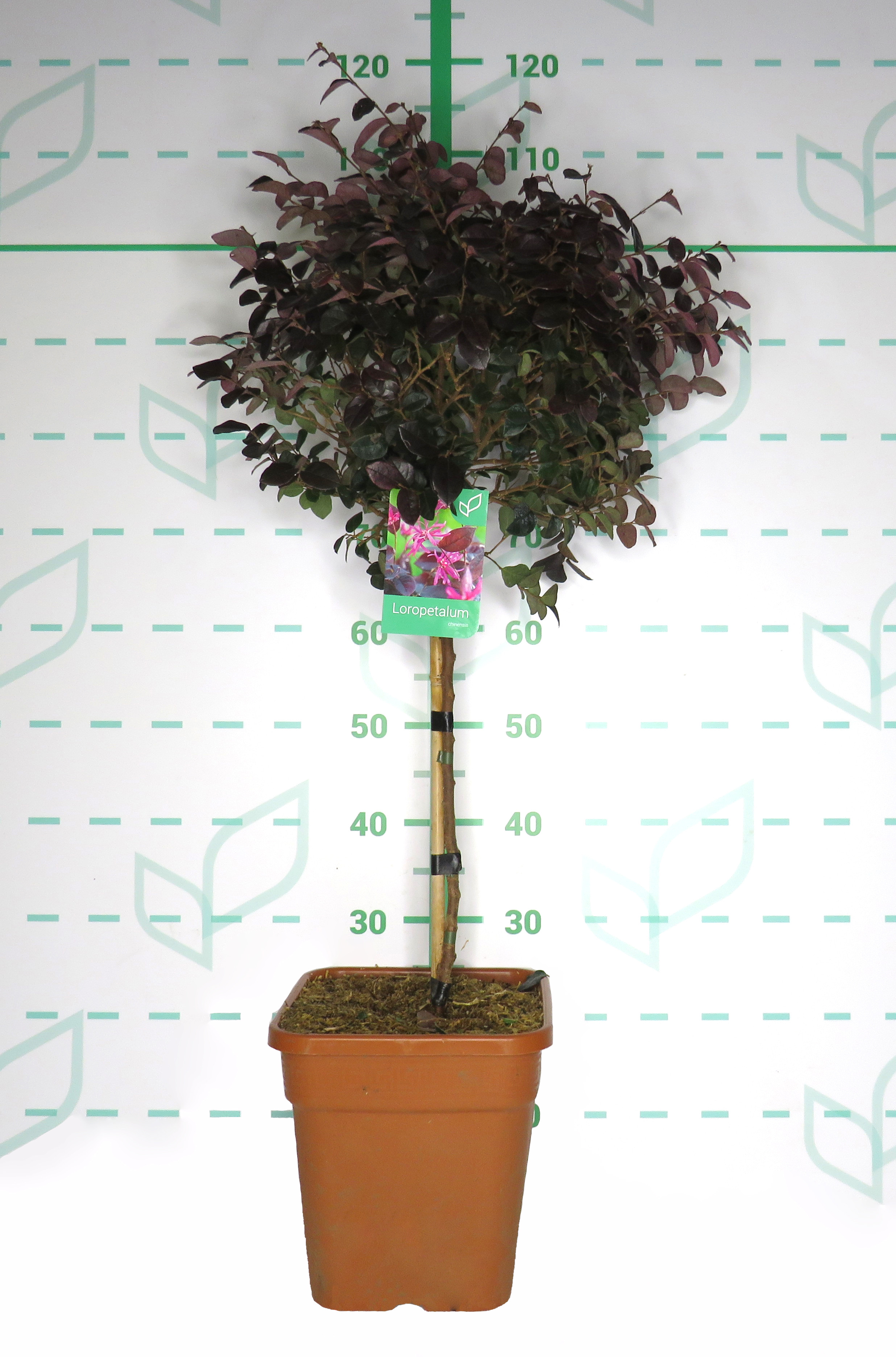 Loropetalum chinensis  11L Cuadrada Ht 50/70 80/110