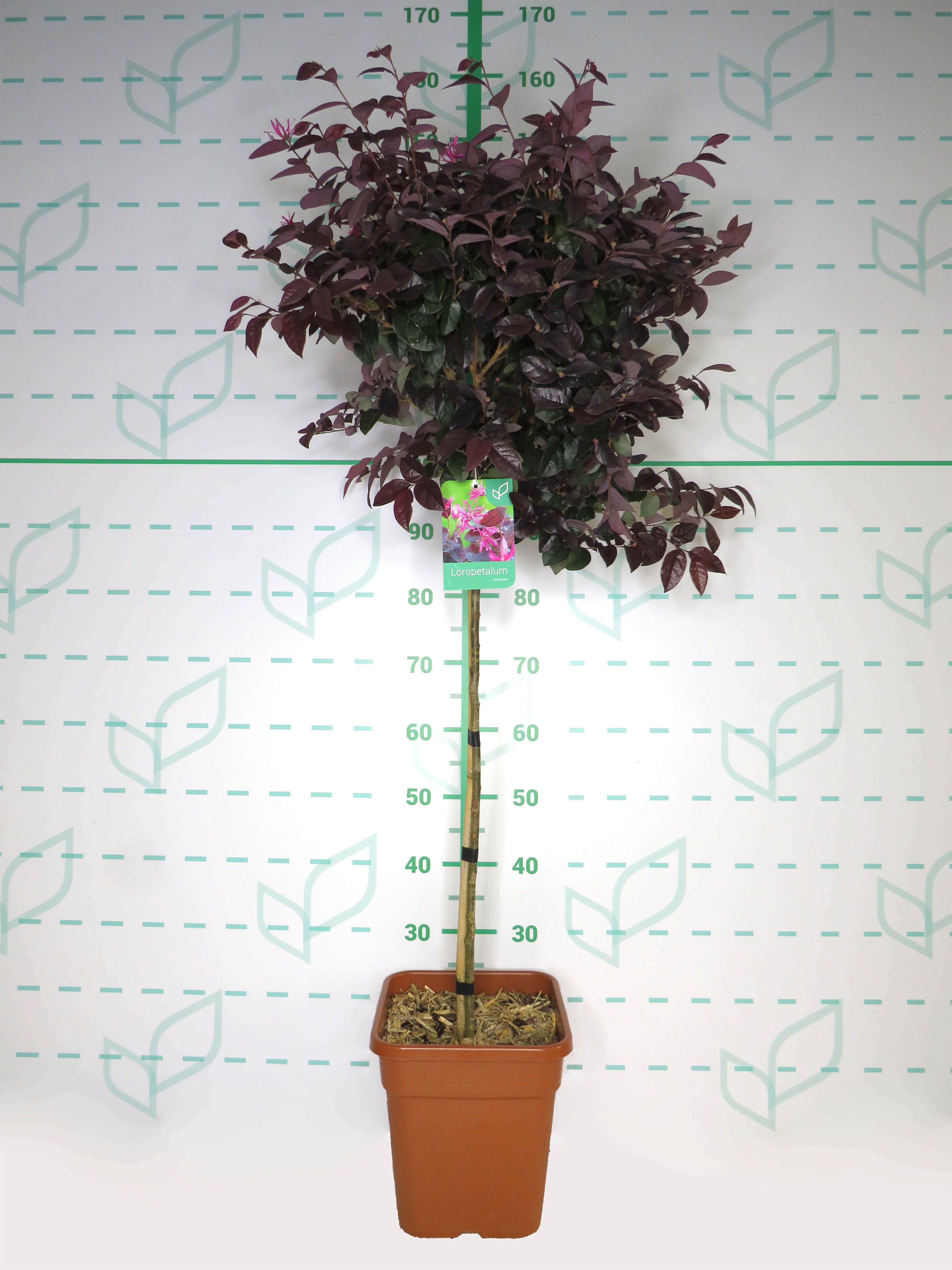 Loropetalum chinensis  11L Cuadrada Ht 70 90/110