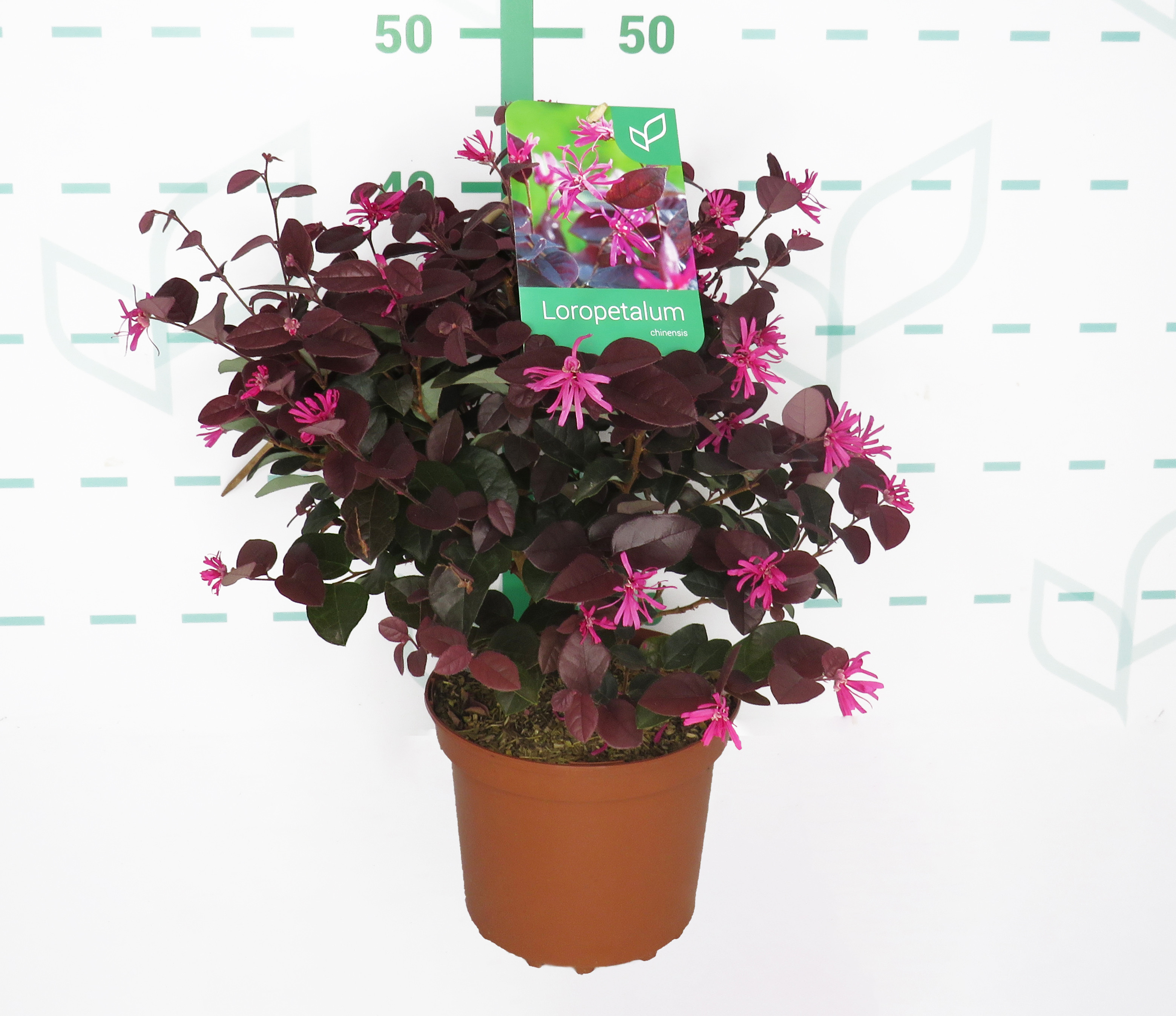 Loropetalum chinensis "Rose in Black" 2.5L 25/30