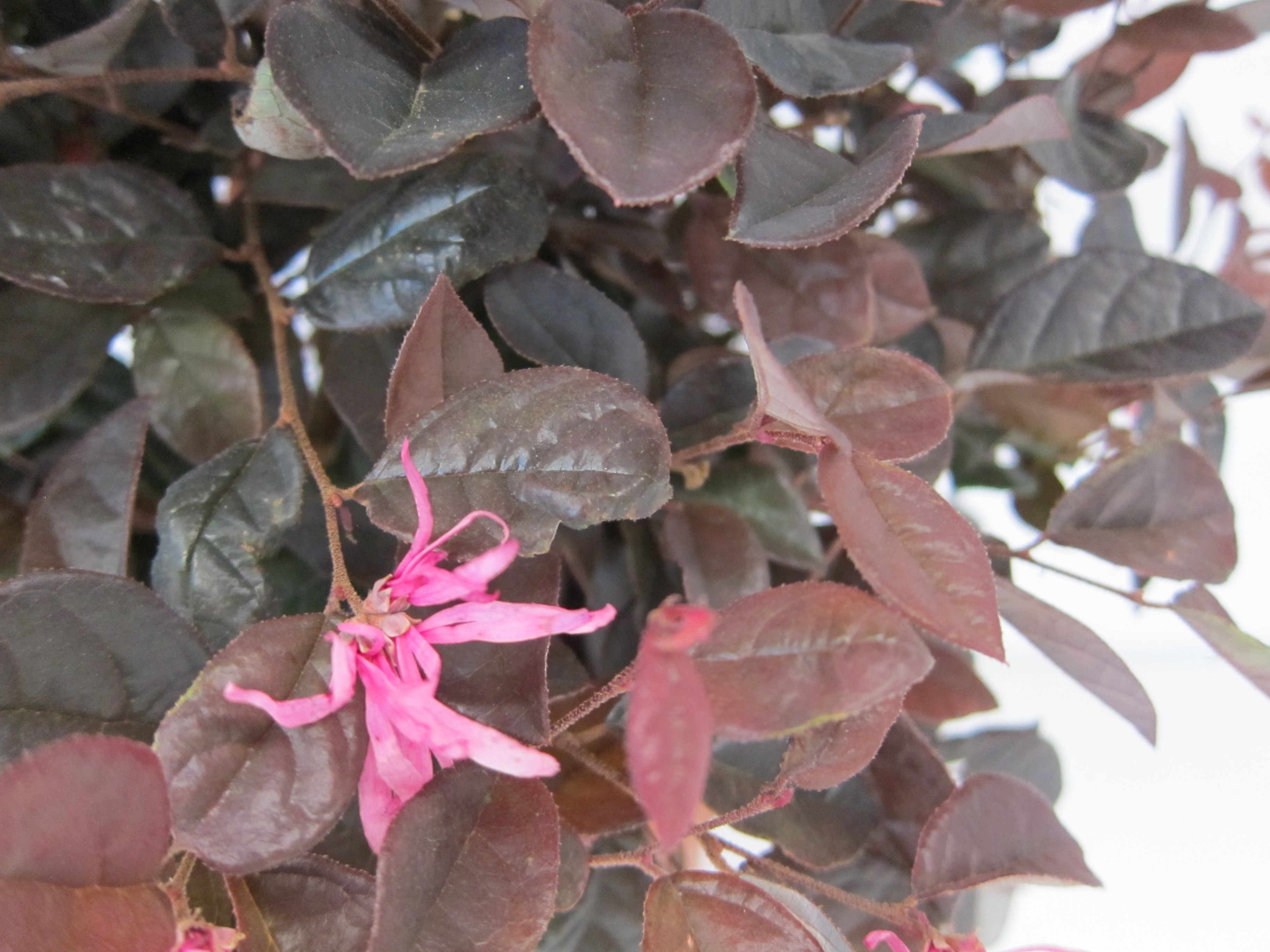 Loropetalum chinensis "Black Pearl" ® 5L 30/35