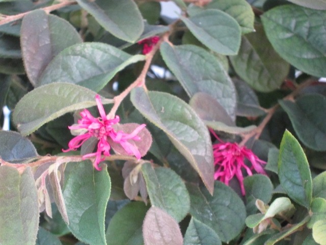 Loropetalum chinensis "Rose in Black" 5L 35/45