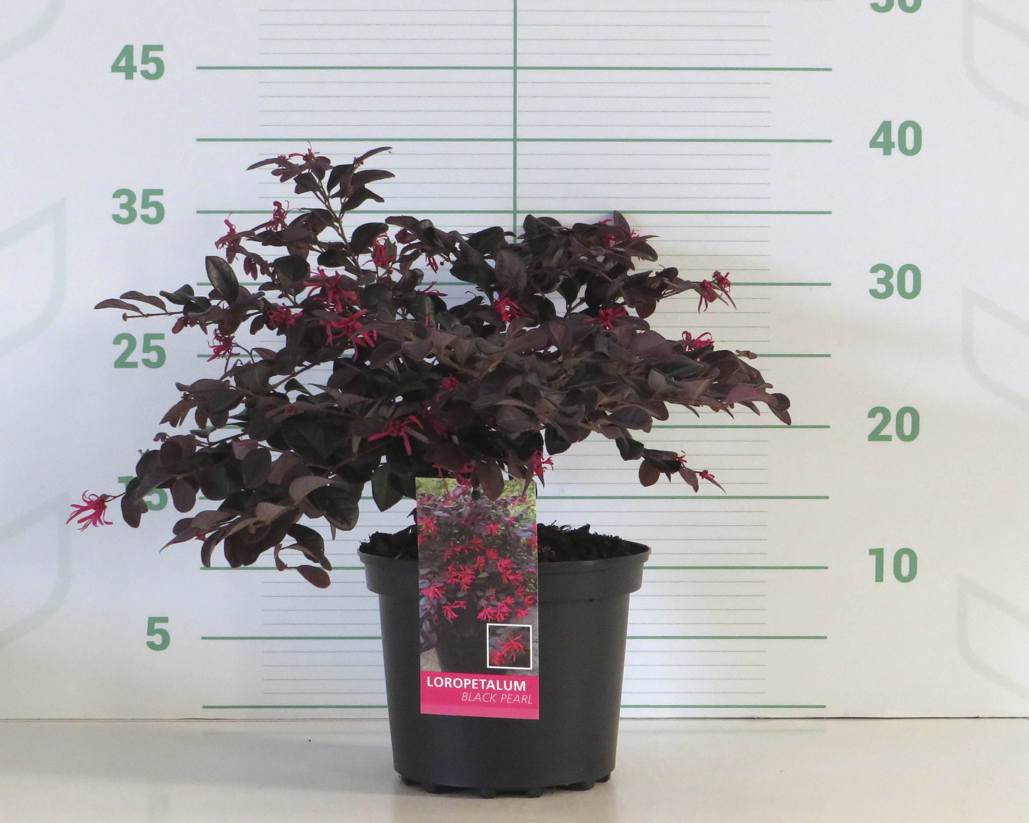 Loropetalum chinensis "Black Pearl" ® 2.5L 20/30