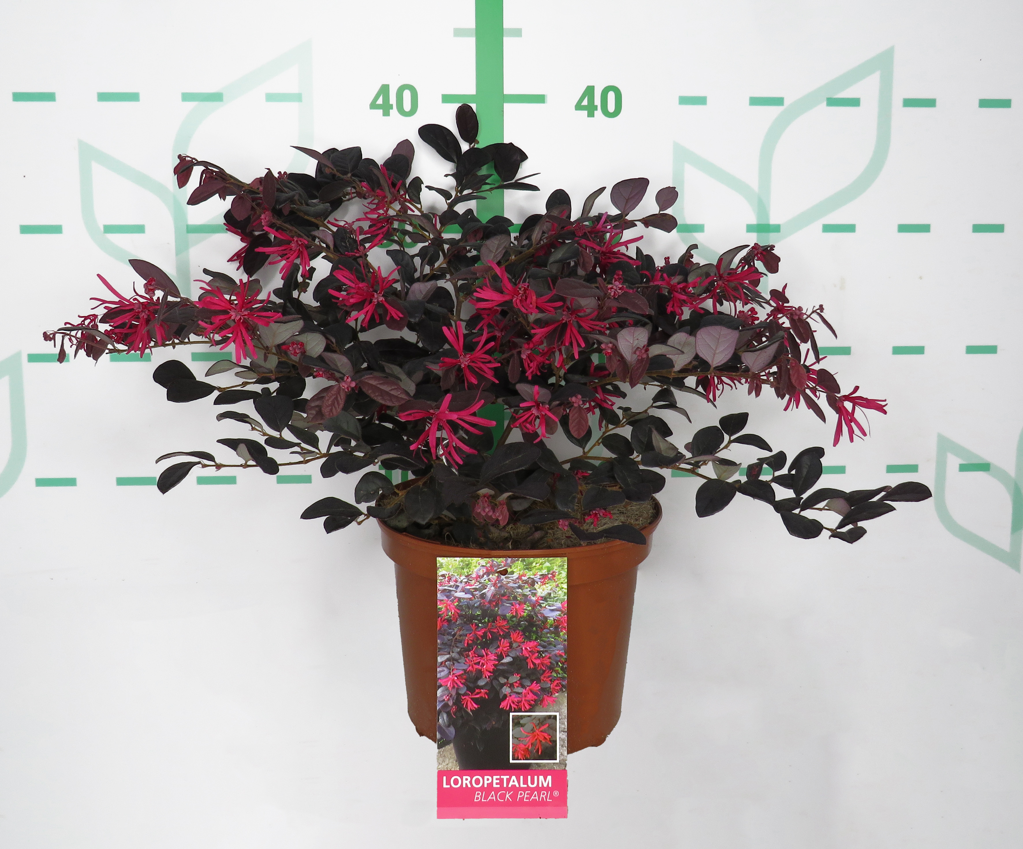 Loropetalum chinensis "Black Pearl" ® 2.5L 25/30