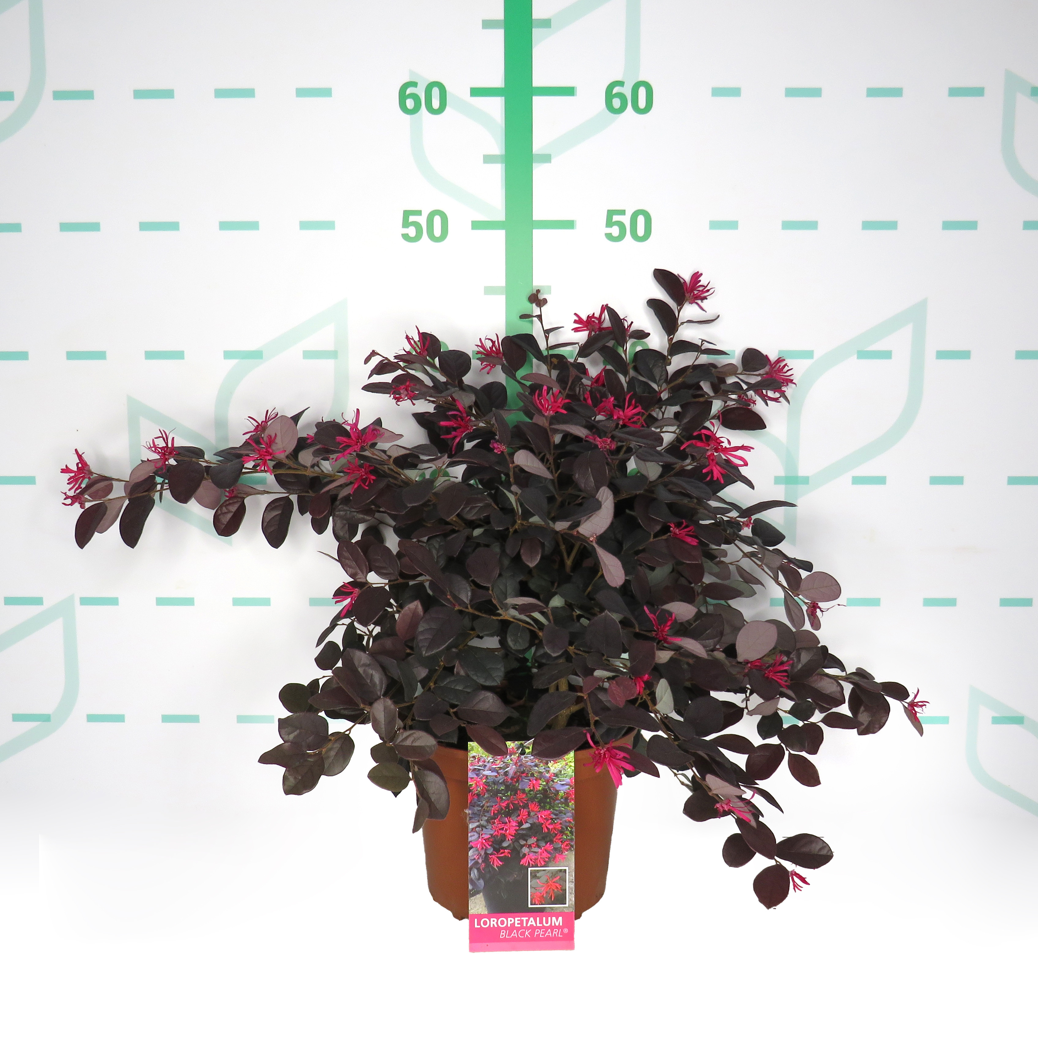 Loropetalum chinensis "Black Pearl" ® 2.5L 25/30