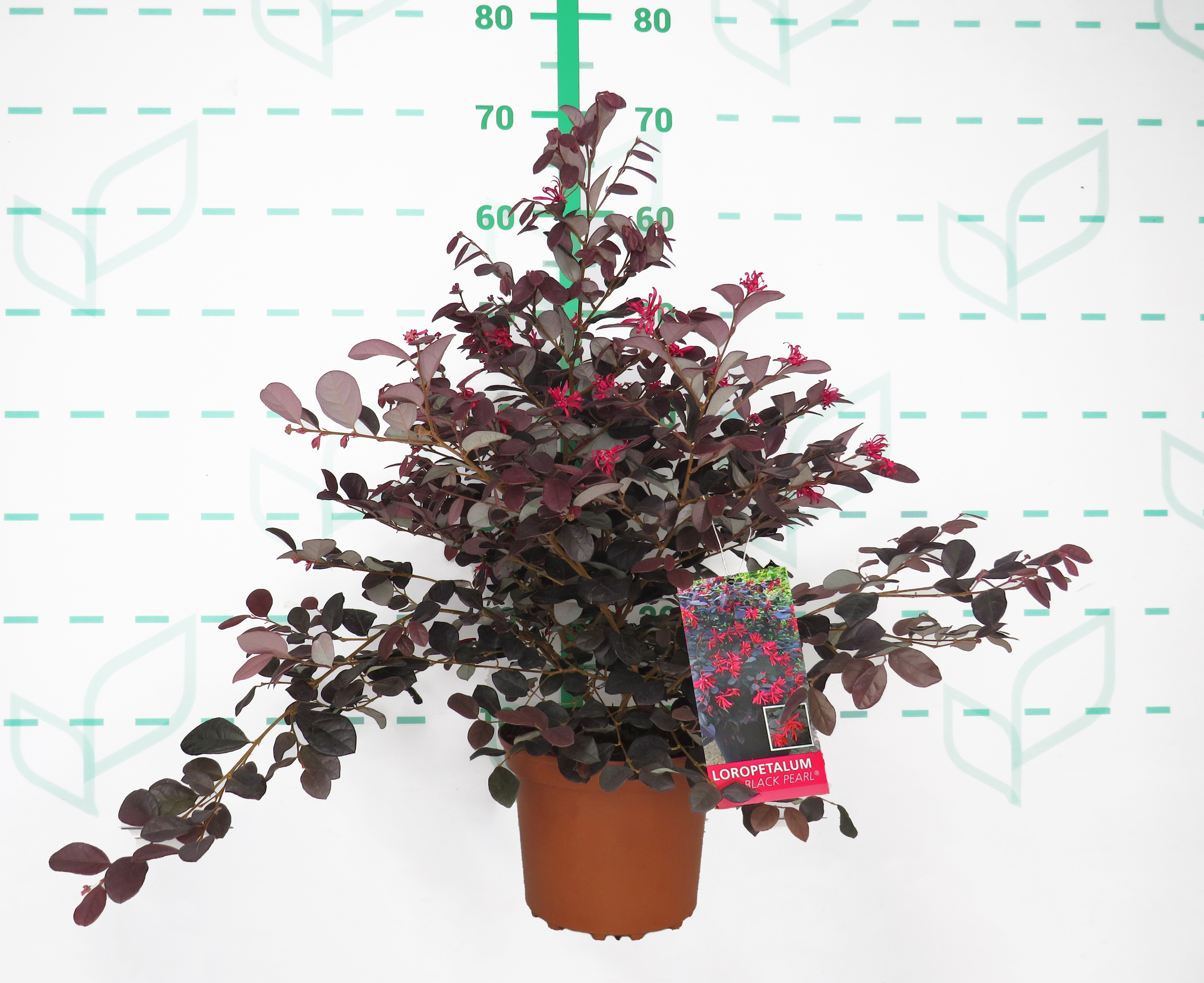 Loropetalum chinensis "Black Pearl" ® 2.5L 25/30