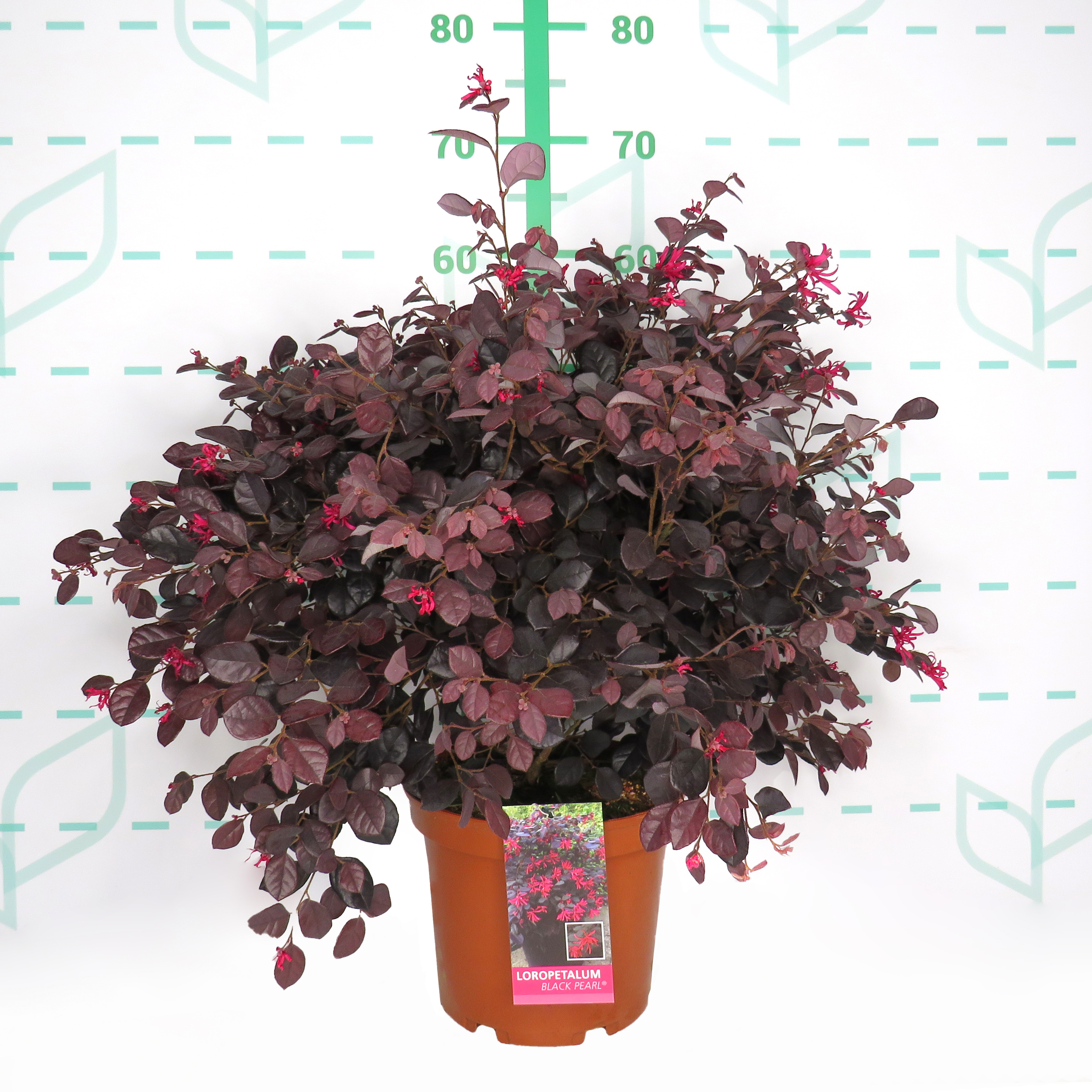 Loropetalum chinensis "Black Pearl" ® 5L 25/35
