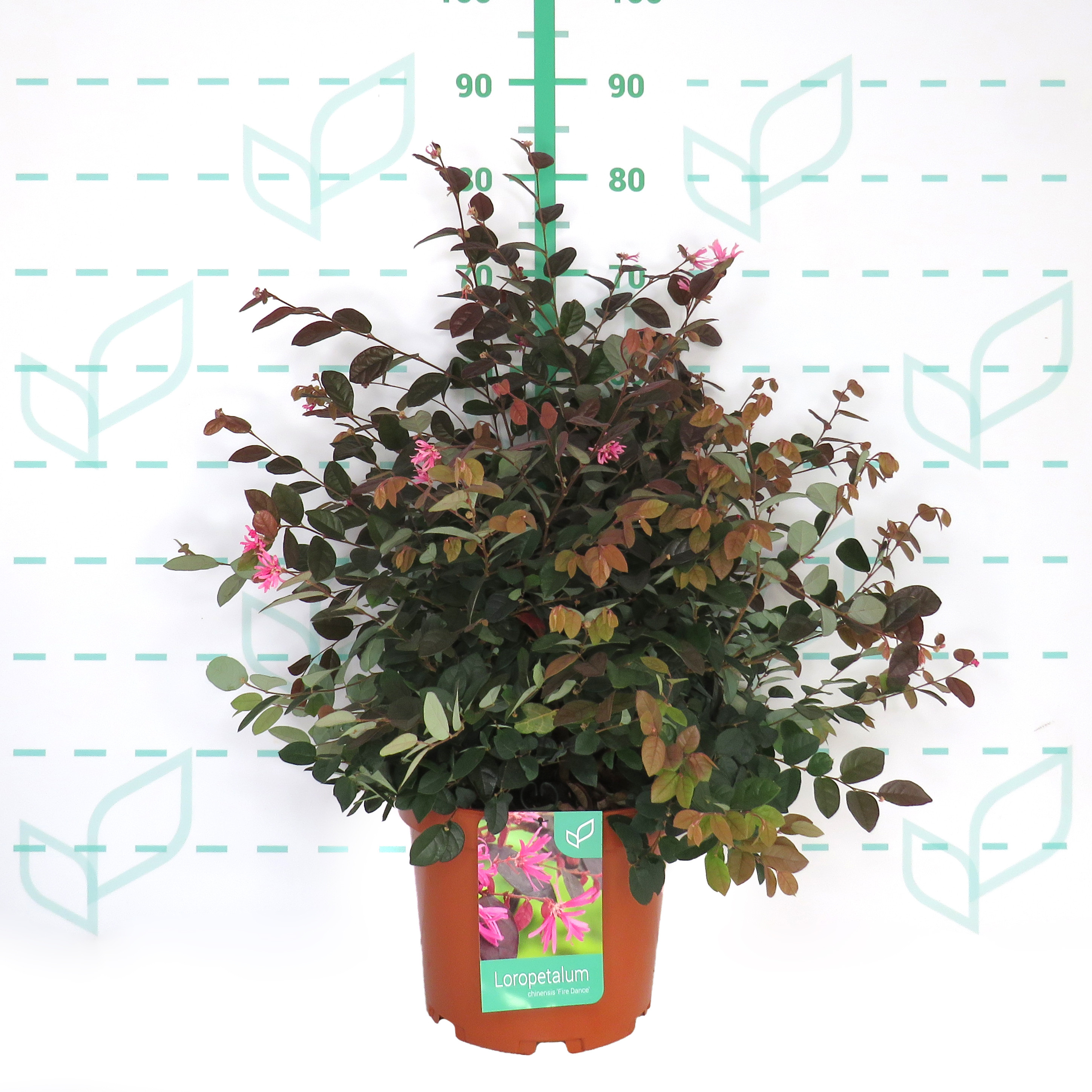Loropetalum chinensis "Fire Dance" 10L 30/40