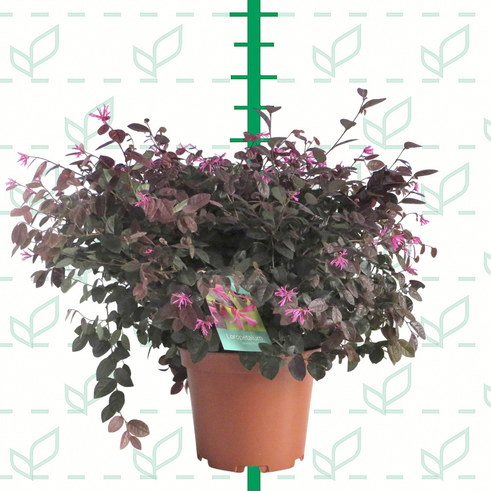 Loropetalum chinensis "Fire Dance" 10L 30/40
