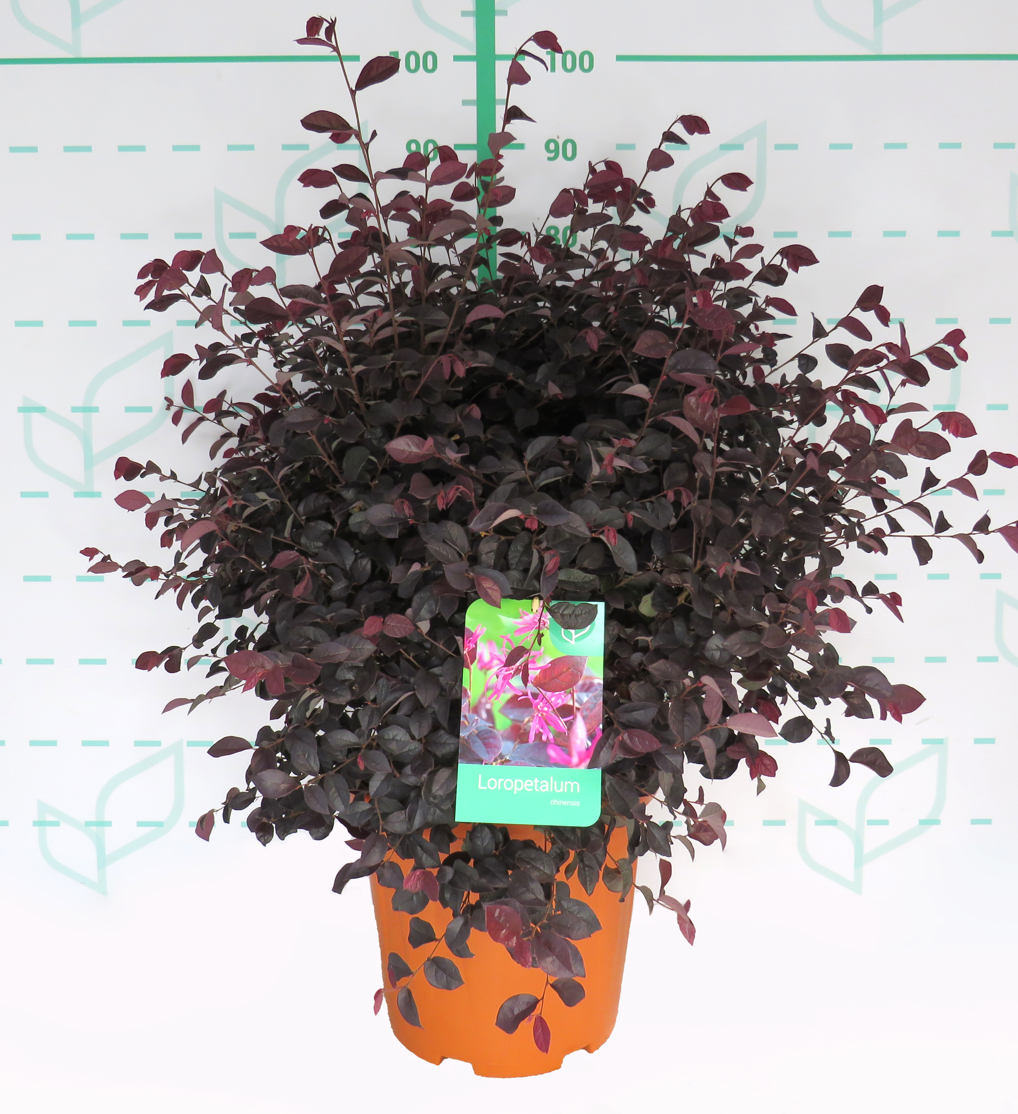 Loropetalum chinensis 15L Deco 60/70