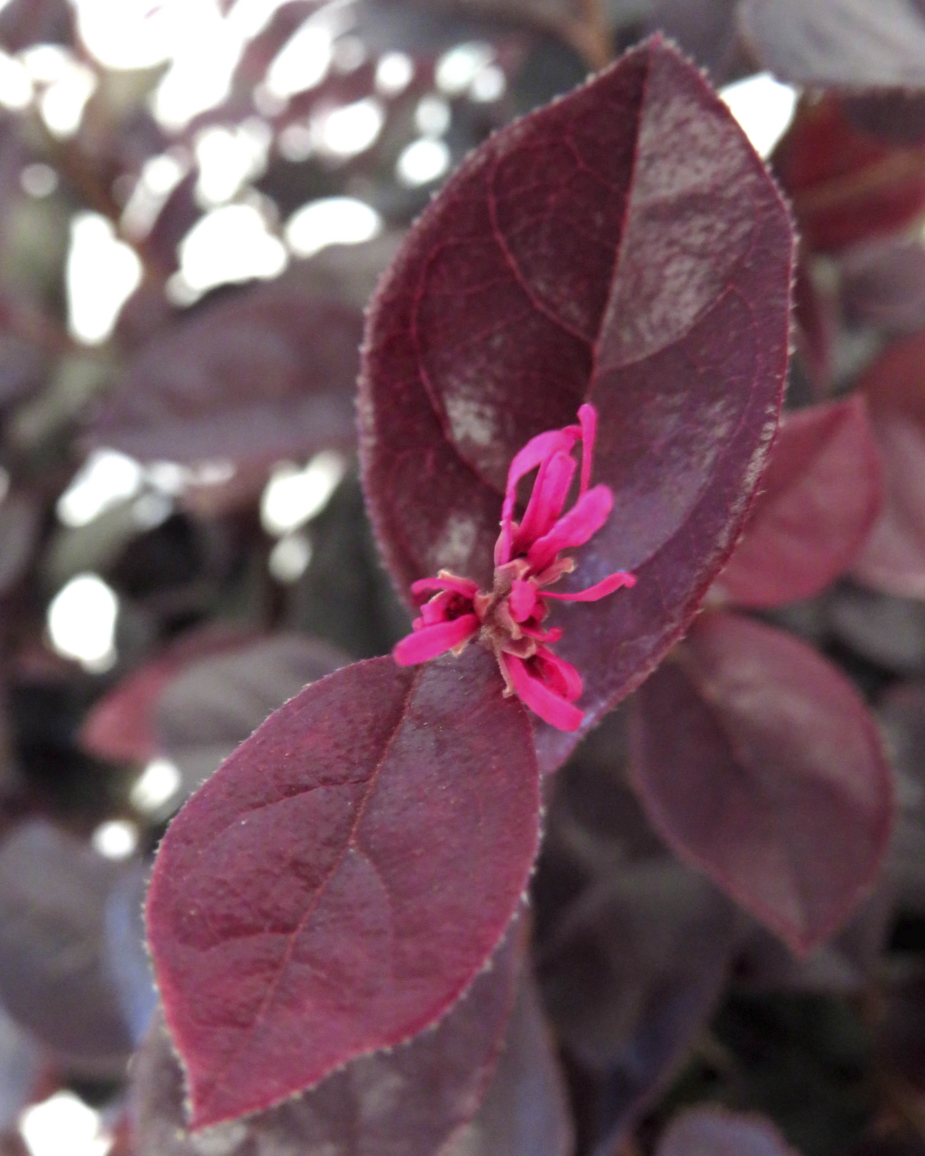 Loropetalum chinensis "Rose in Black" 2.5L 25/30