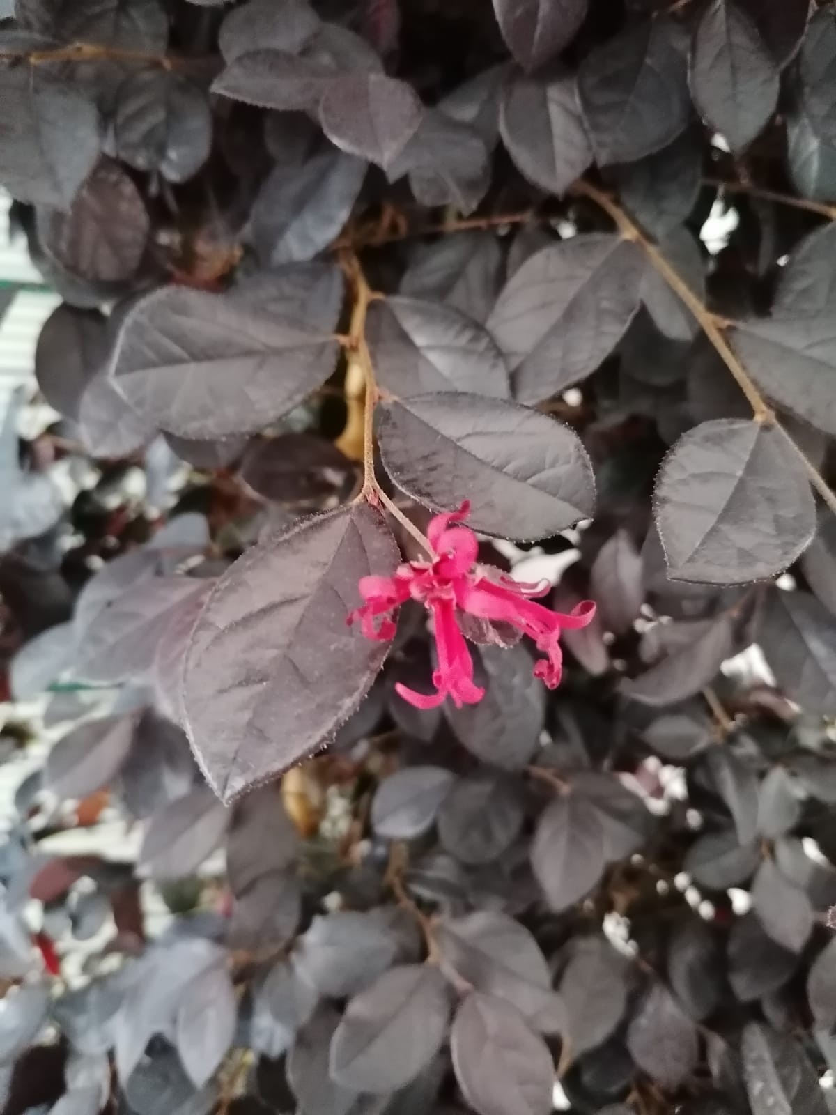 Loropetalum chinensis 25L 110/130 Piramide
