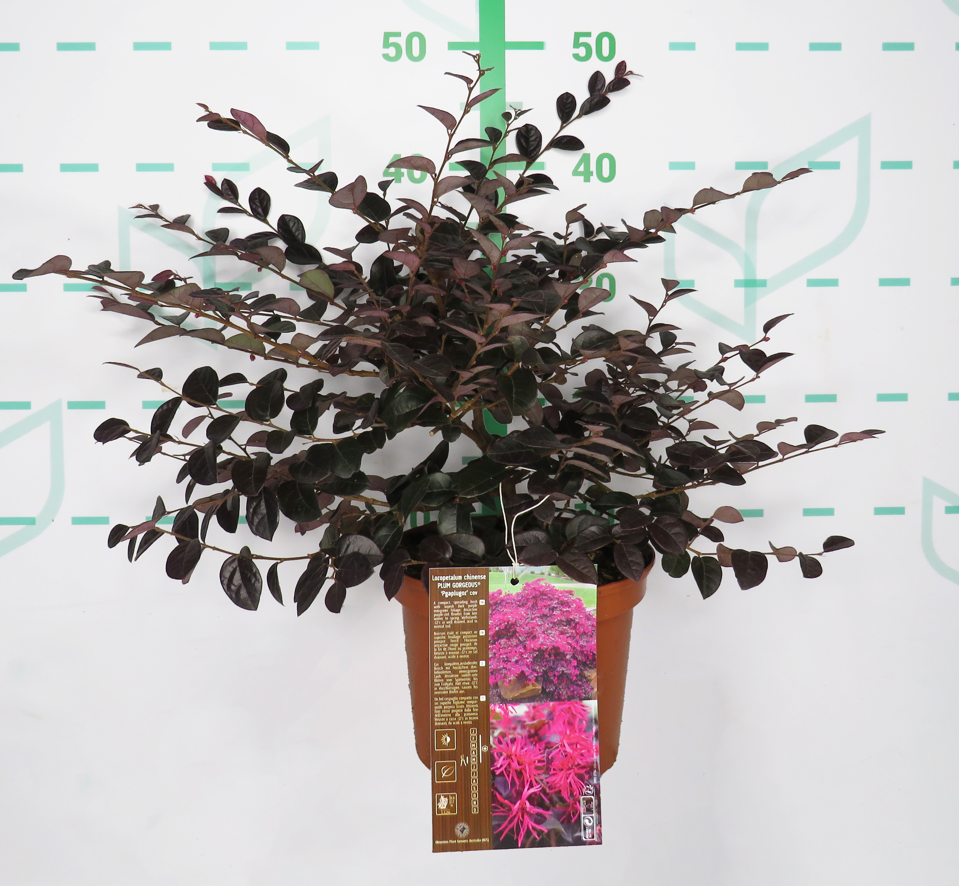 Loropetalum "Plum Gorgeous" ® 2.5L 25/30