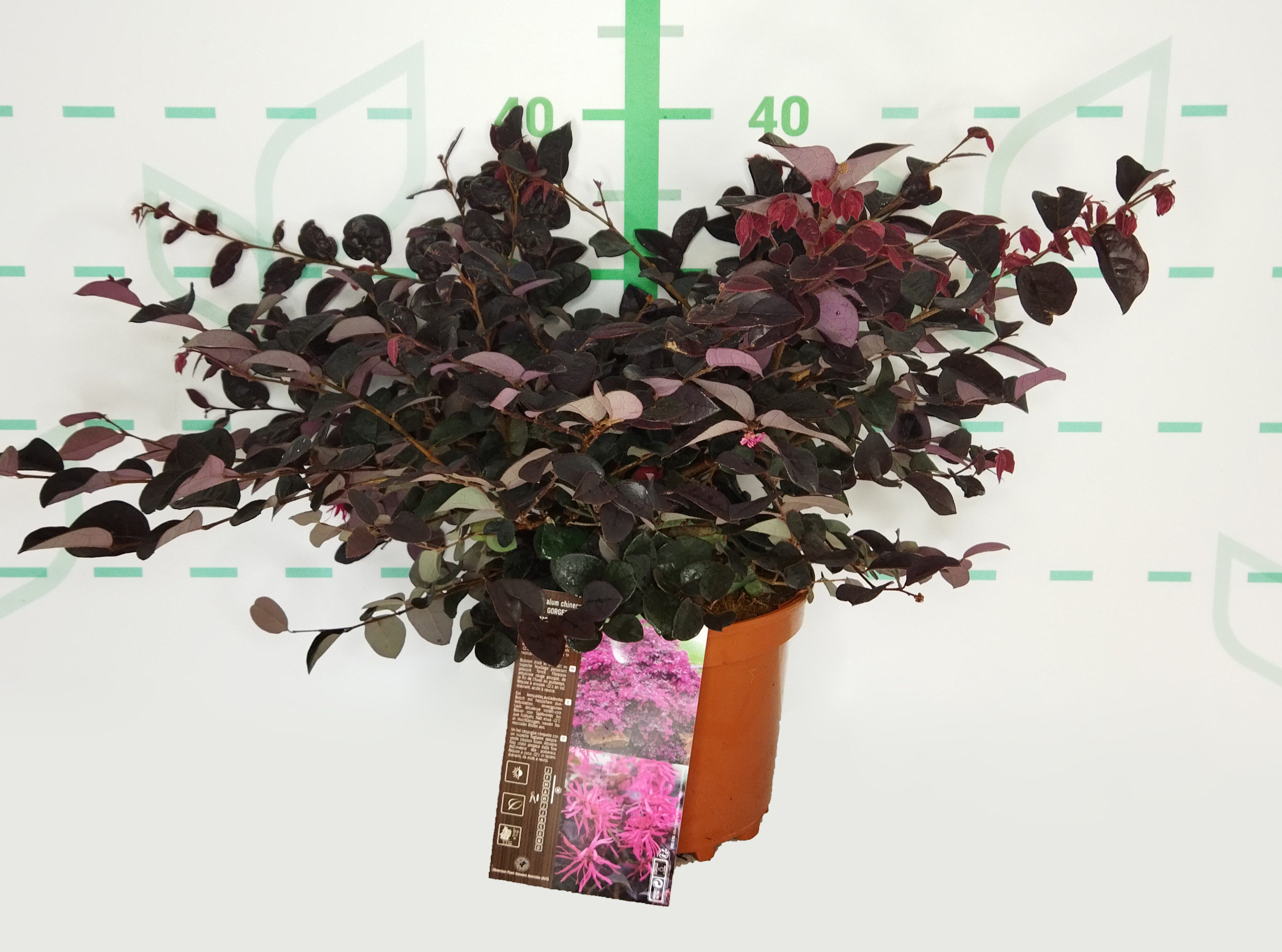 Loropetalum "Plum Gorgeous" ® 2.5L 25/30