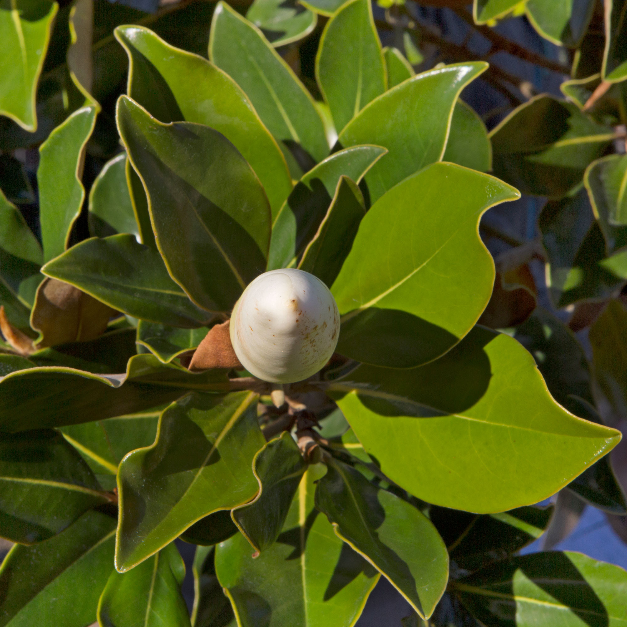Magnolia grandiflora 55L 175/200