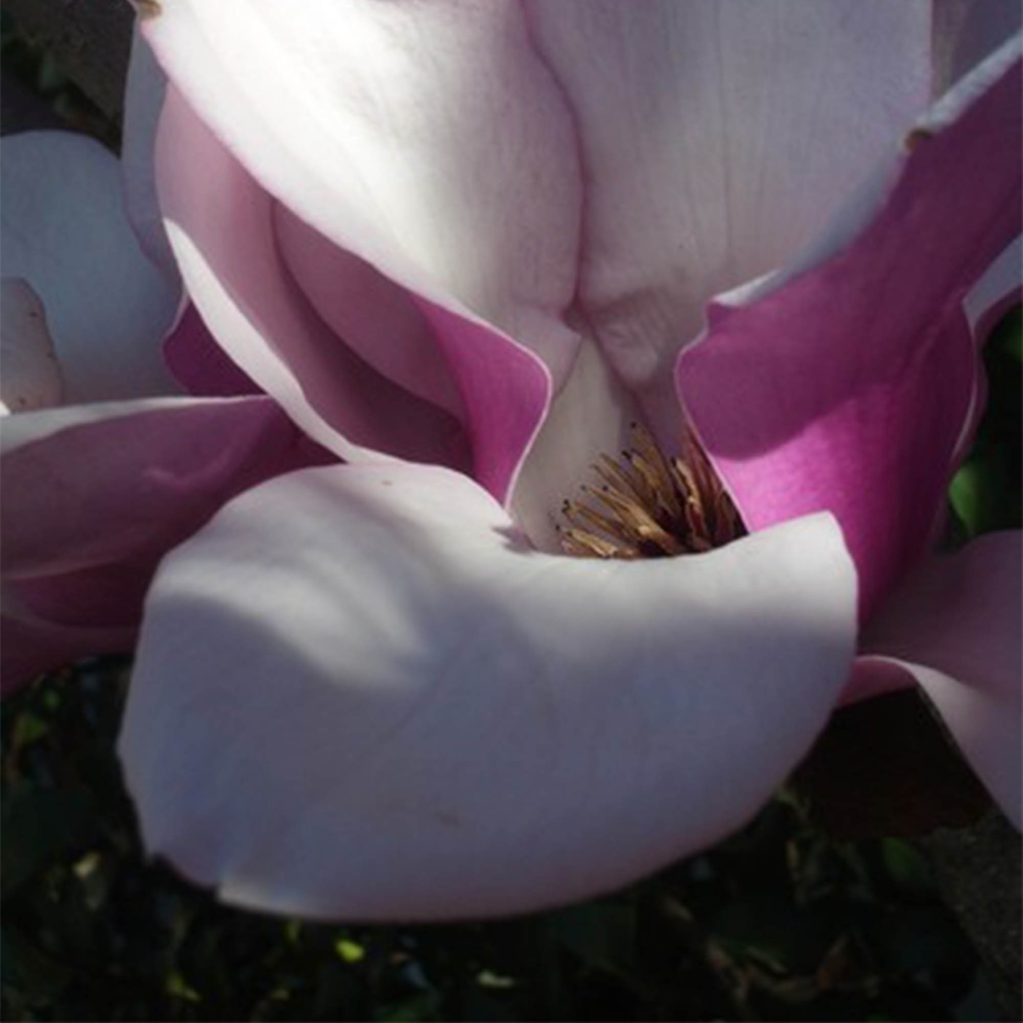 Magnolia "Atlas" 15L 140/160