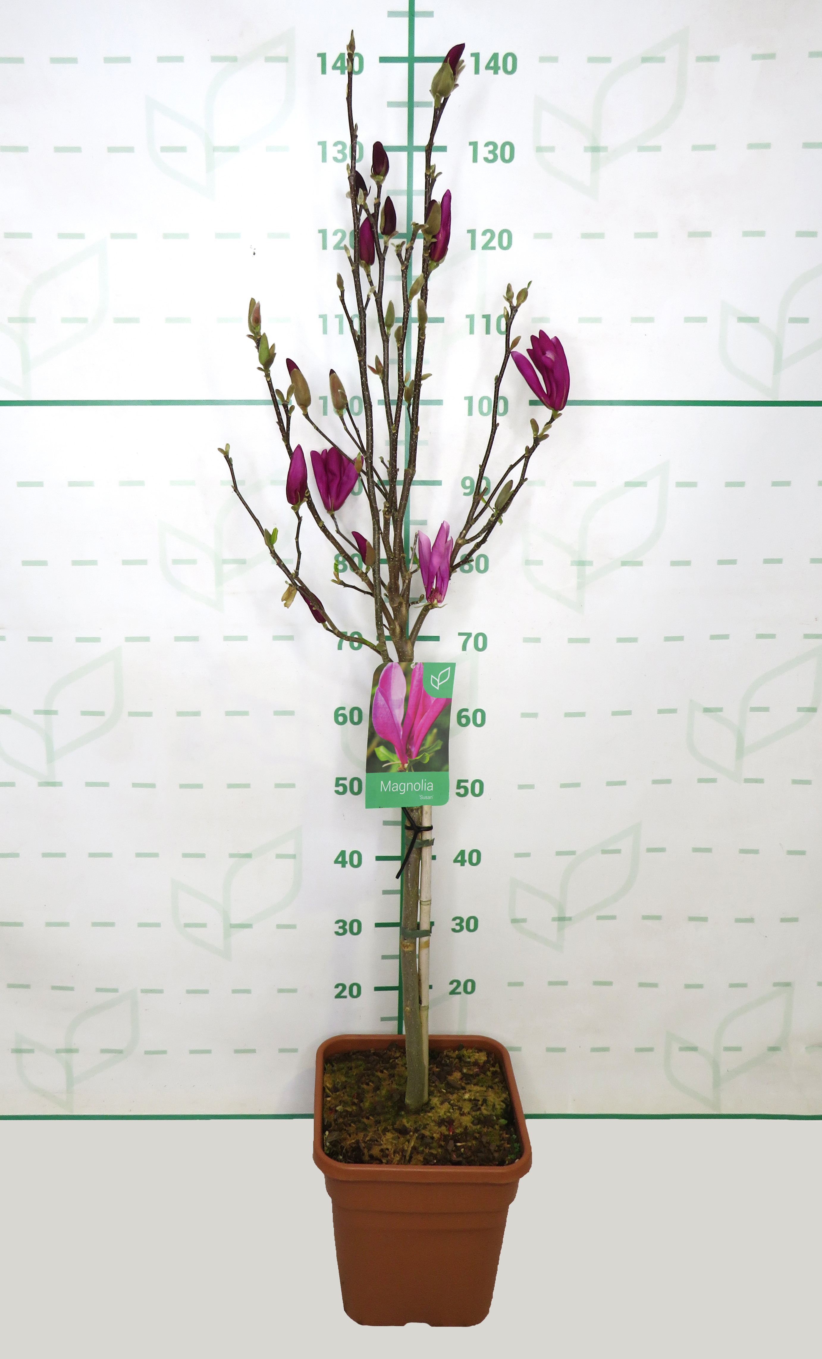 Magnolia caduca 11L Cuadrada Ht 40/50 80/100 "Susan"