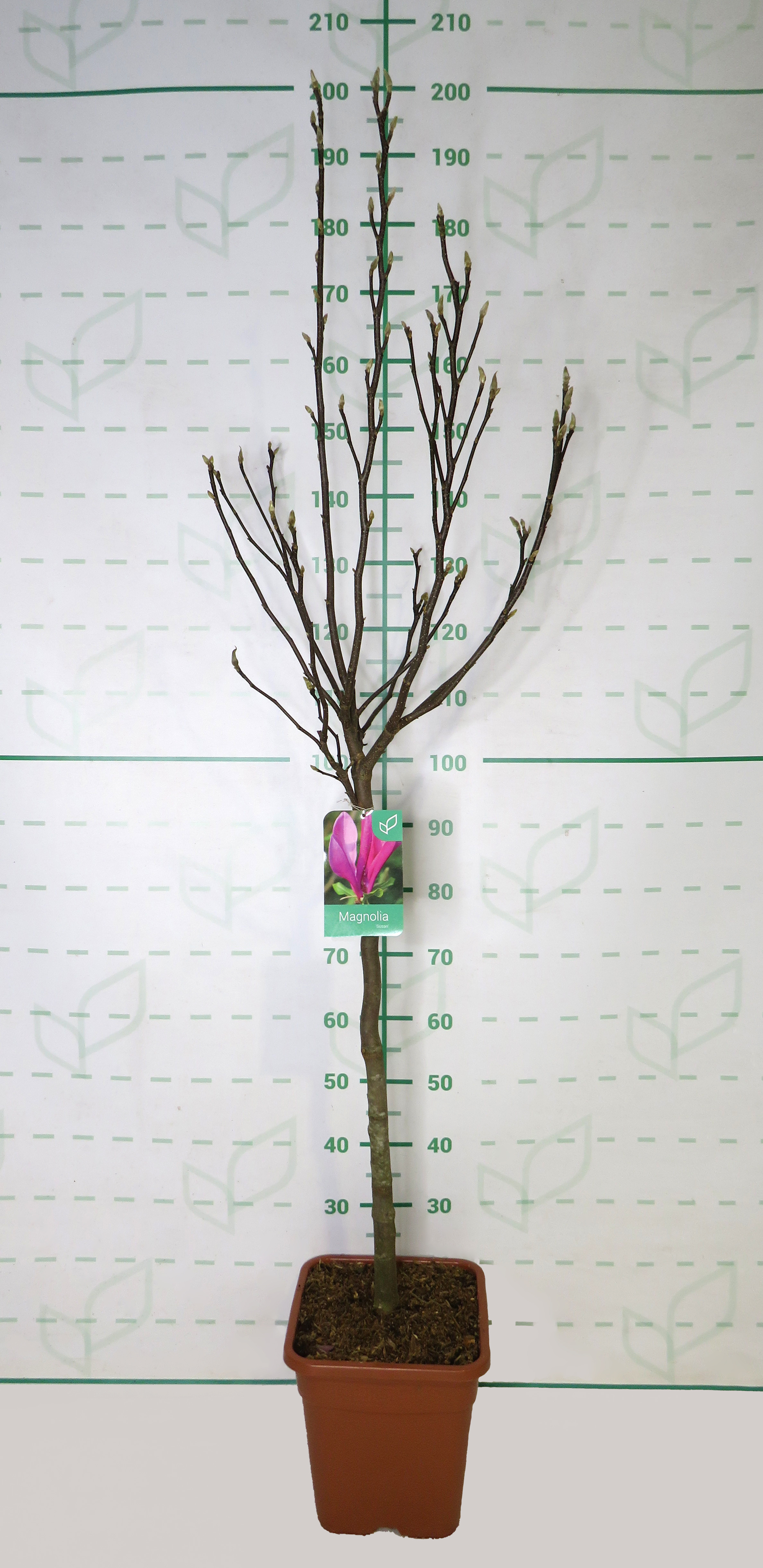 Magnolia caduca 14L Deco Cuadrada Ht 70/80 110/120