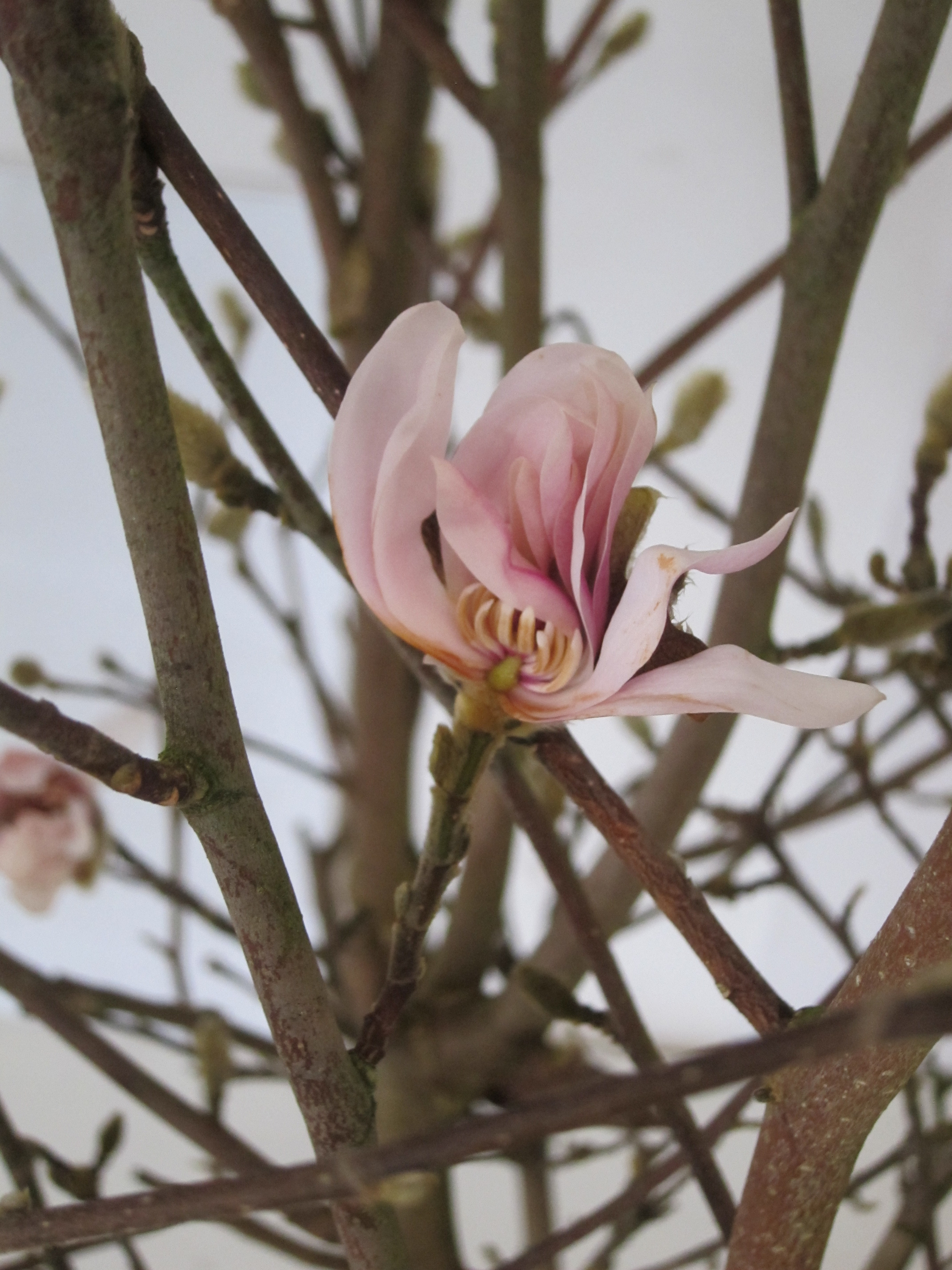 Magnolia caduca 20L 110/140 