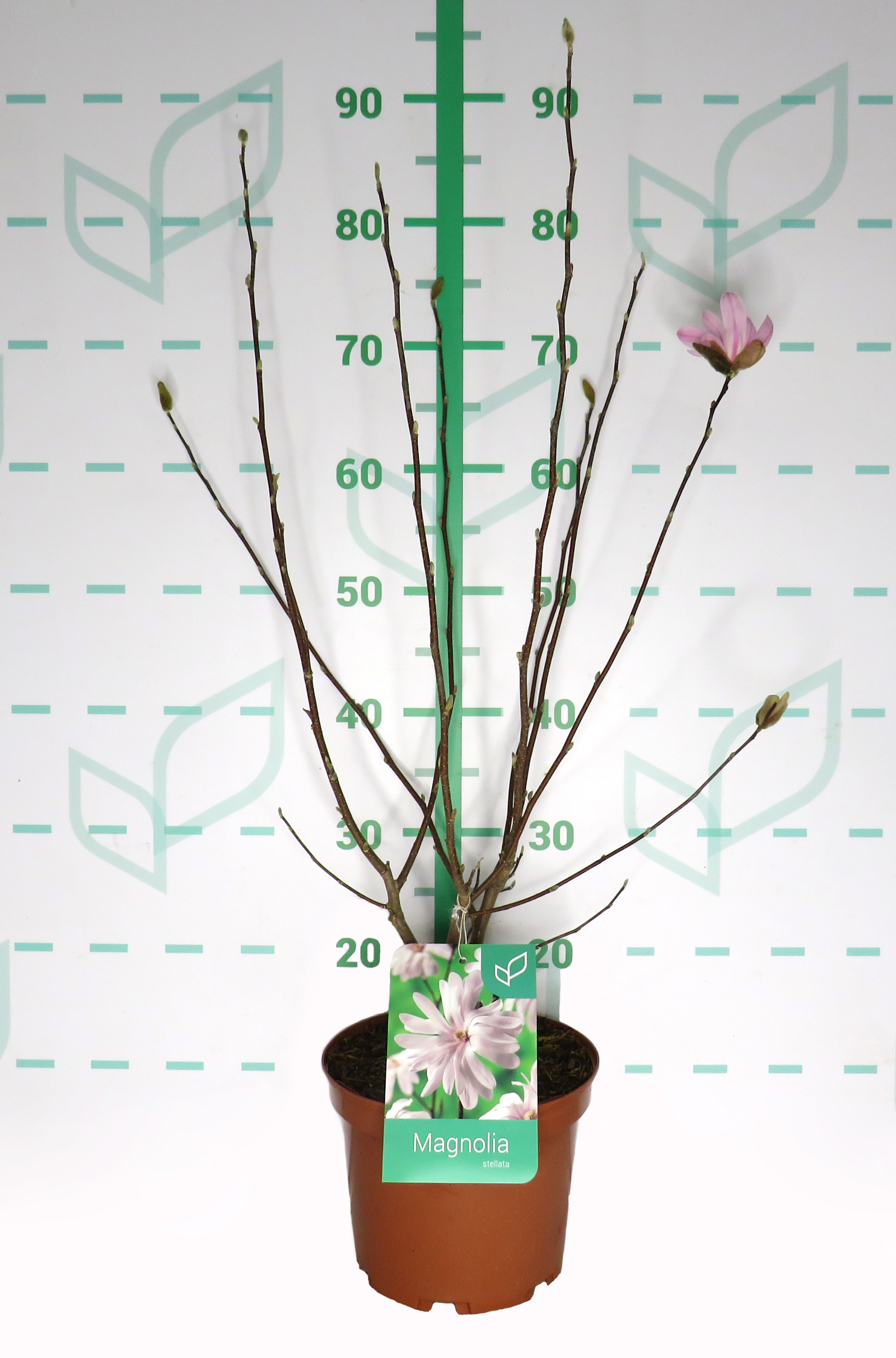 Magnolia caduca 4L 3+ 60/80