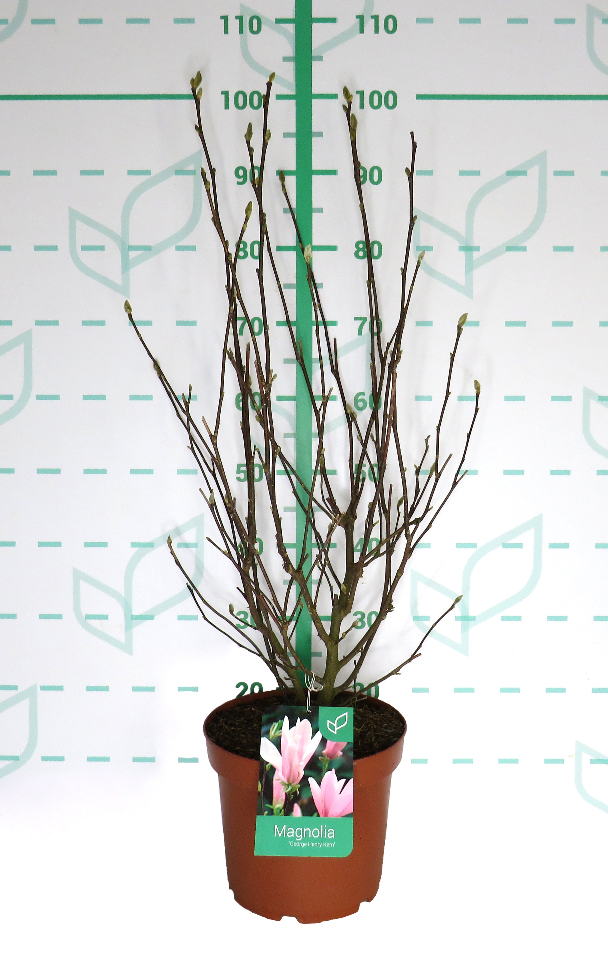 Magnolia caduca 7.5L 80/100