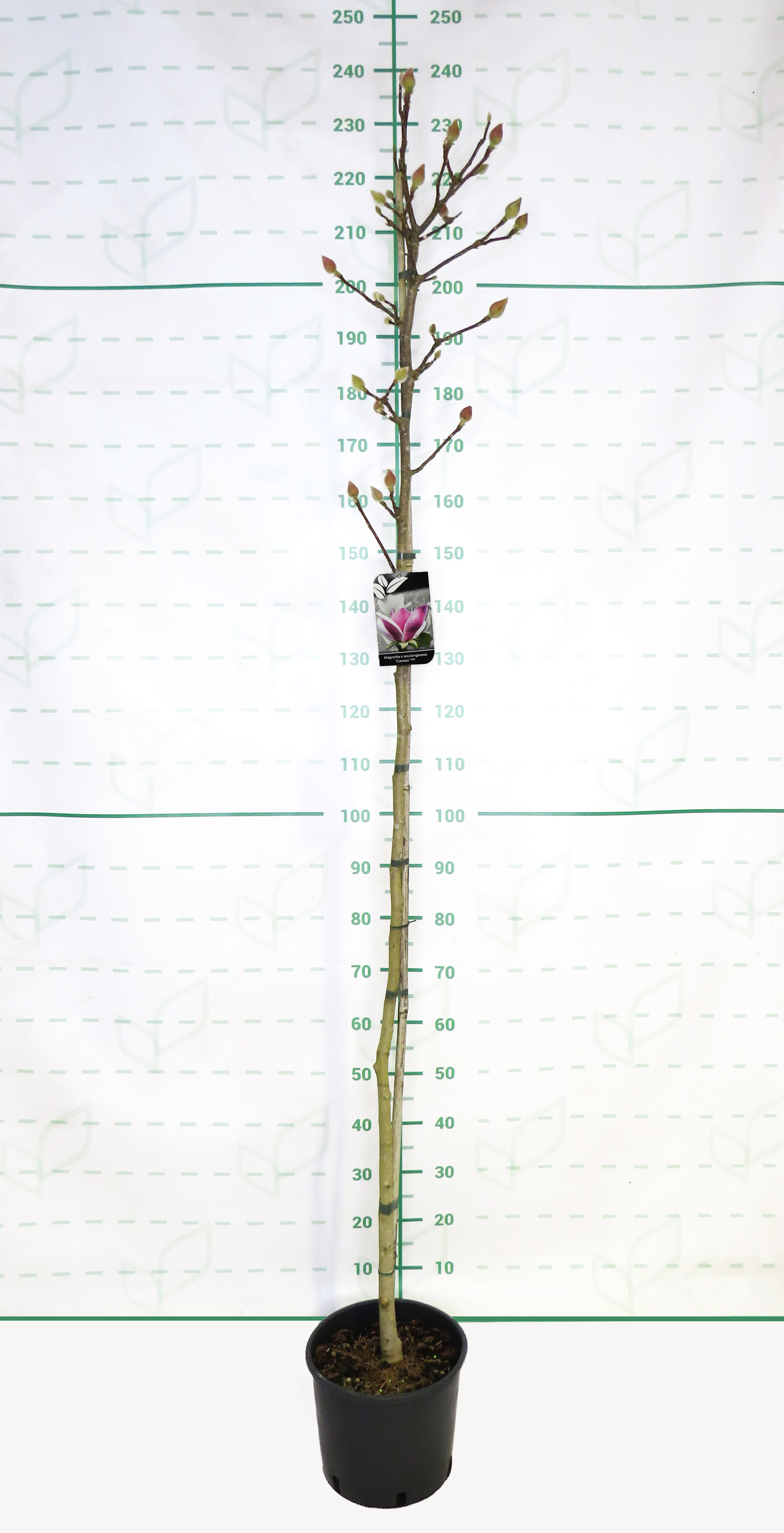 Magnolia "Cameo" 10L 170/200