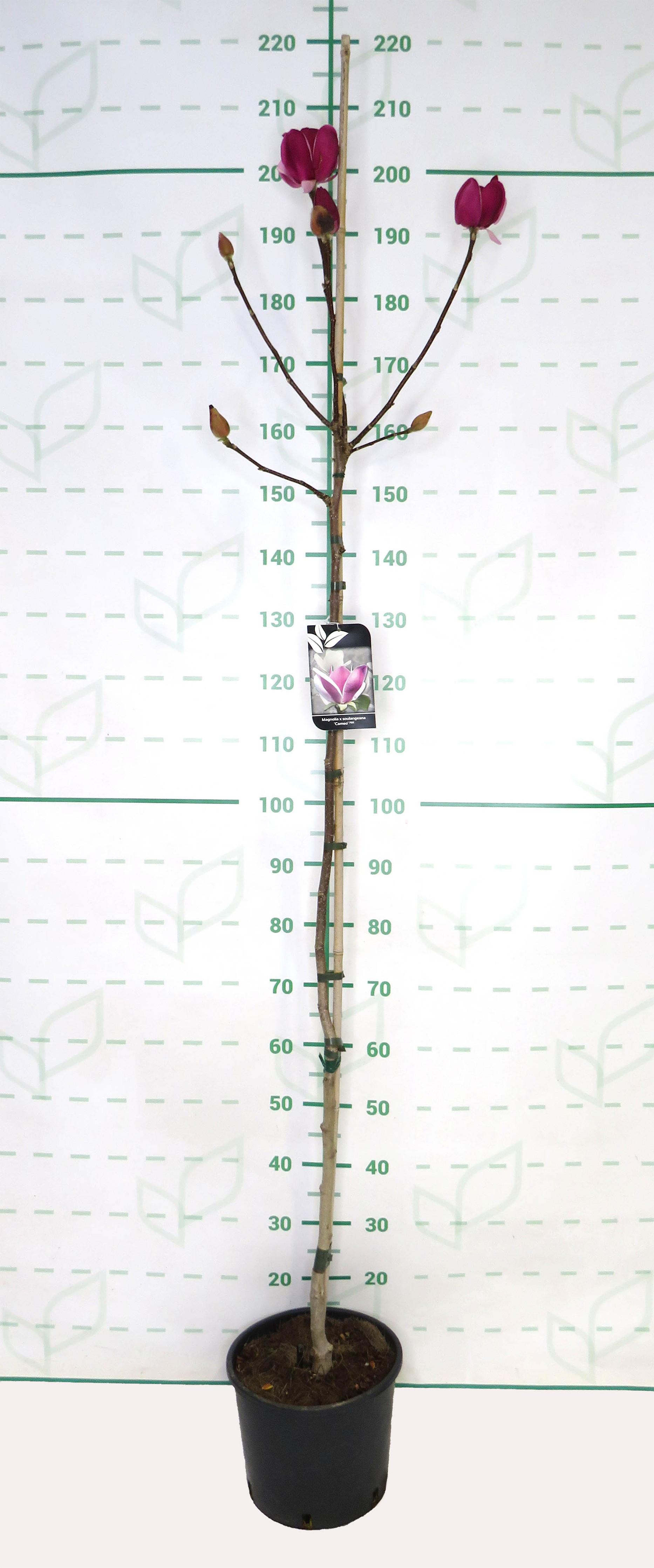 Magnolia "Cameo" 10L 170/200