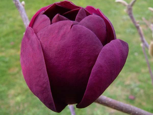 Magnolia "Black Tulip" 7.5L 90/110 Injertada