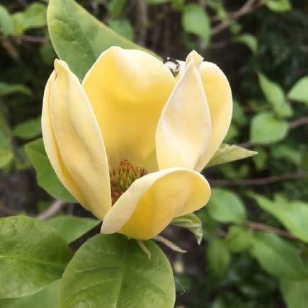 Magnolia "Daphne" 10L 120/150 Injertada
