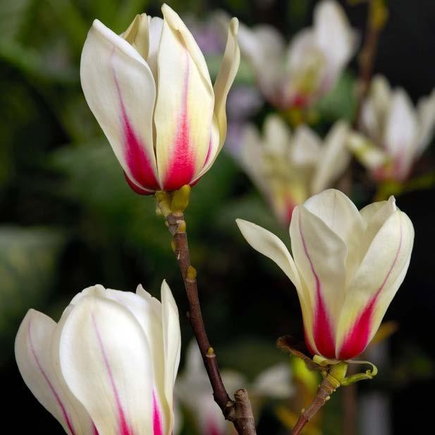 Magnolia denudata "Sunrise" 5L 60/80