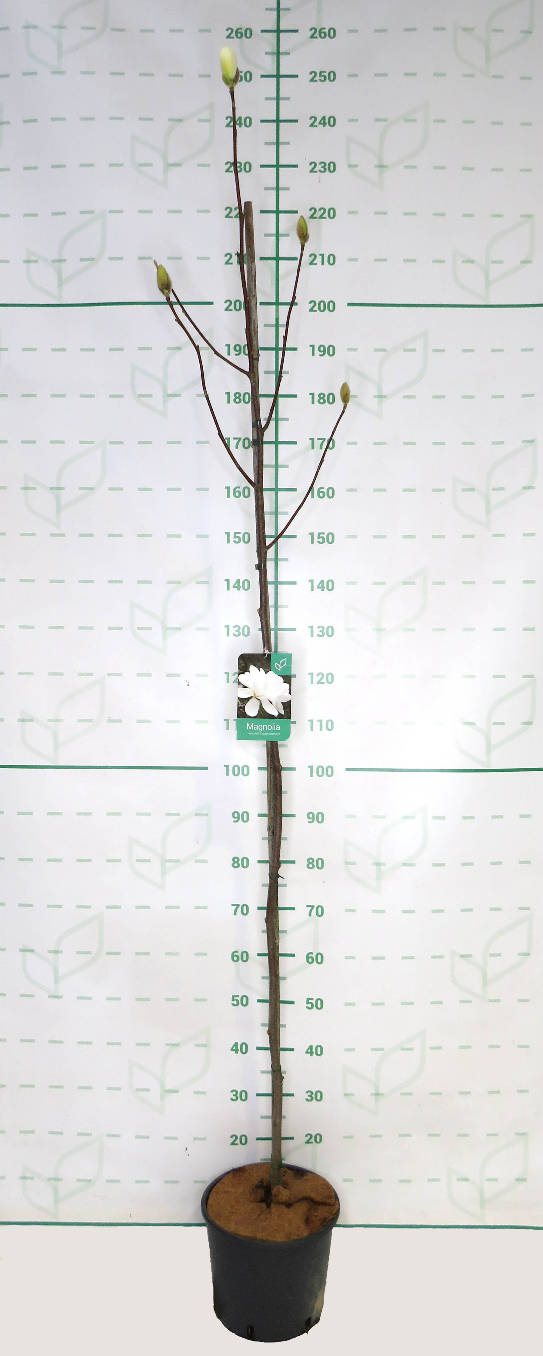 Magnolia "Double Diamond" 10L 190/200