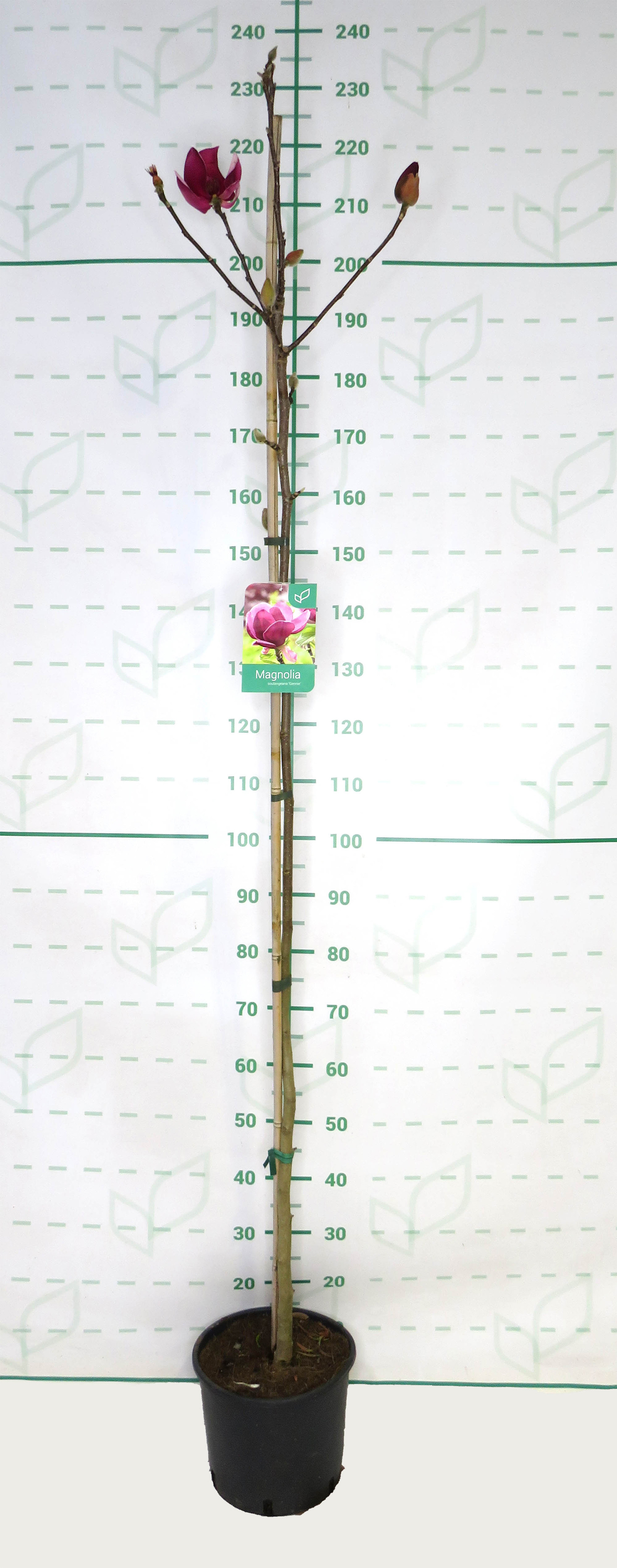 Magnolia "Genie" 10L Ht 130/150 180/220
