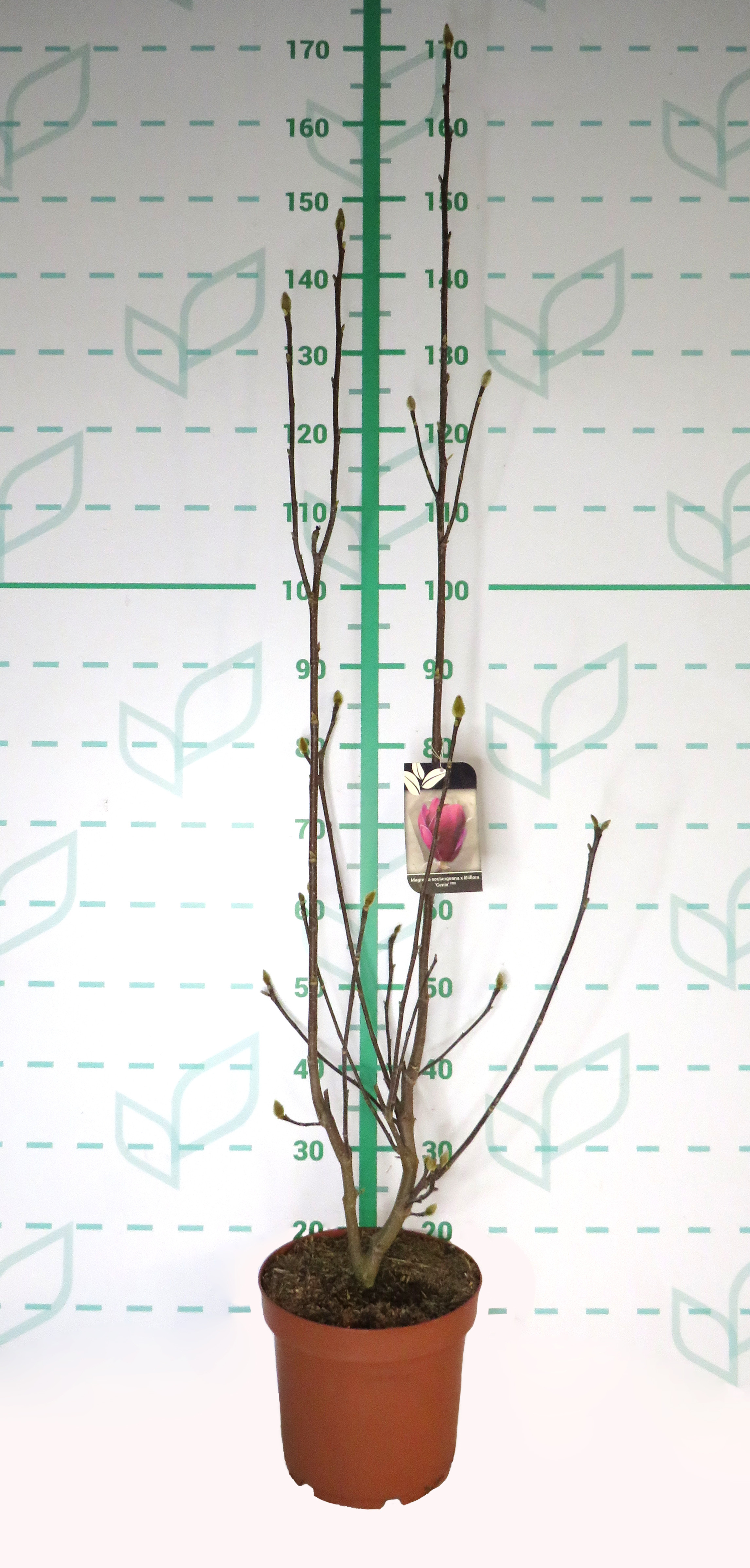 Magnolia "Genie" 7.5L 110/130 Injertada